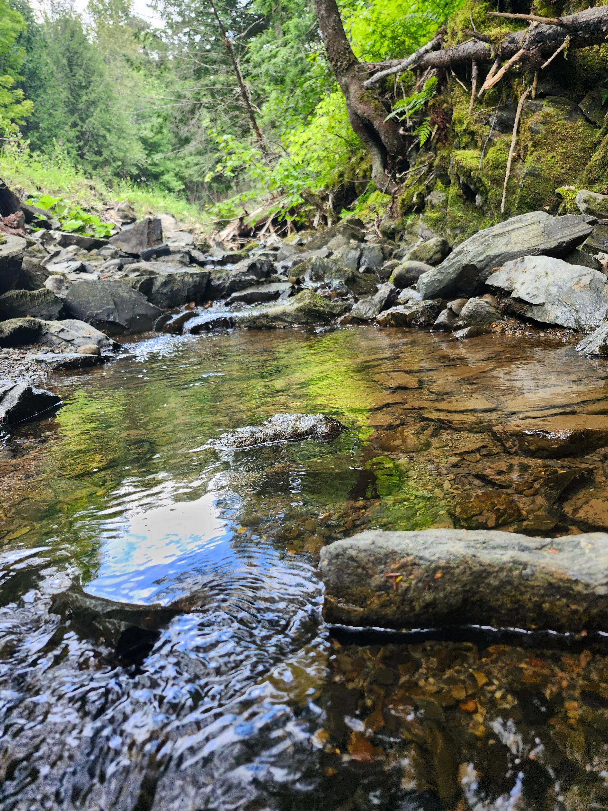 Rocky Forest Refuge (Official Name Pending)