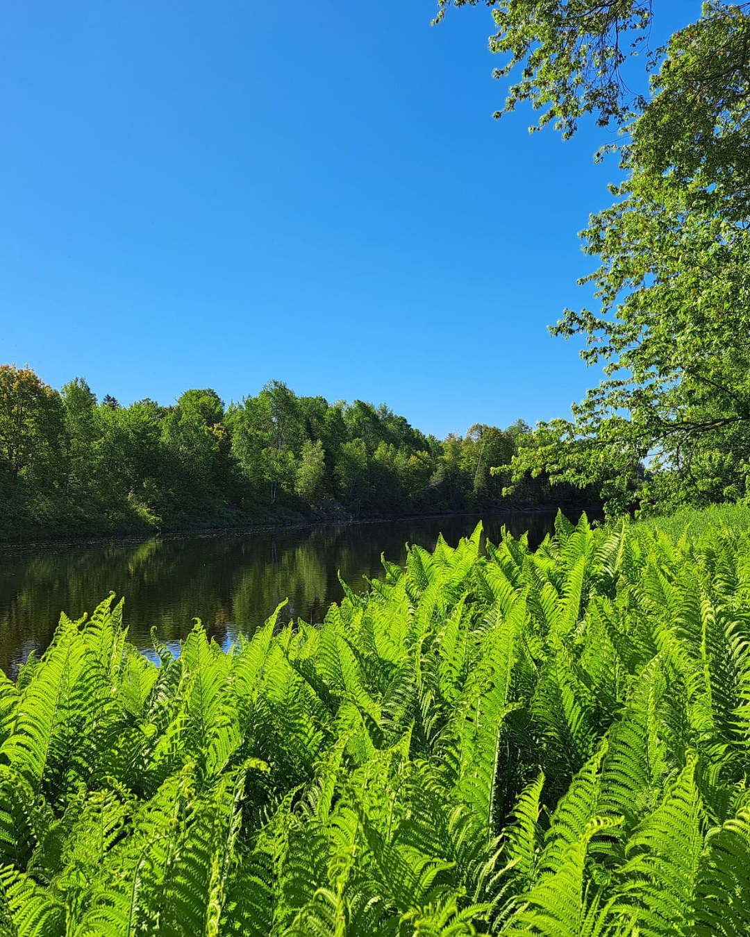 Pine and Pasture (Official Name Pending)