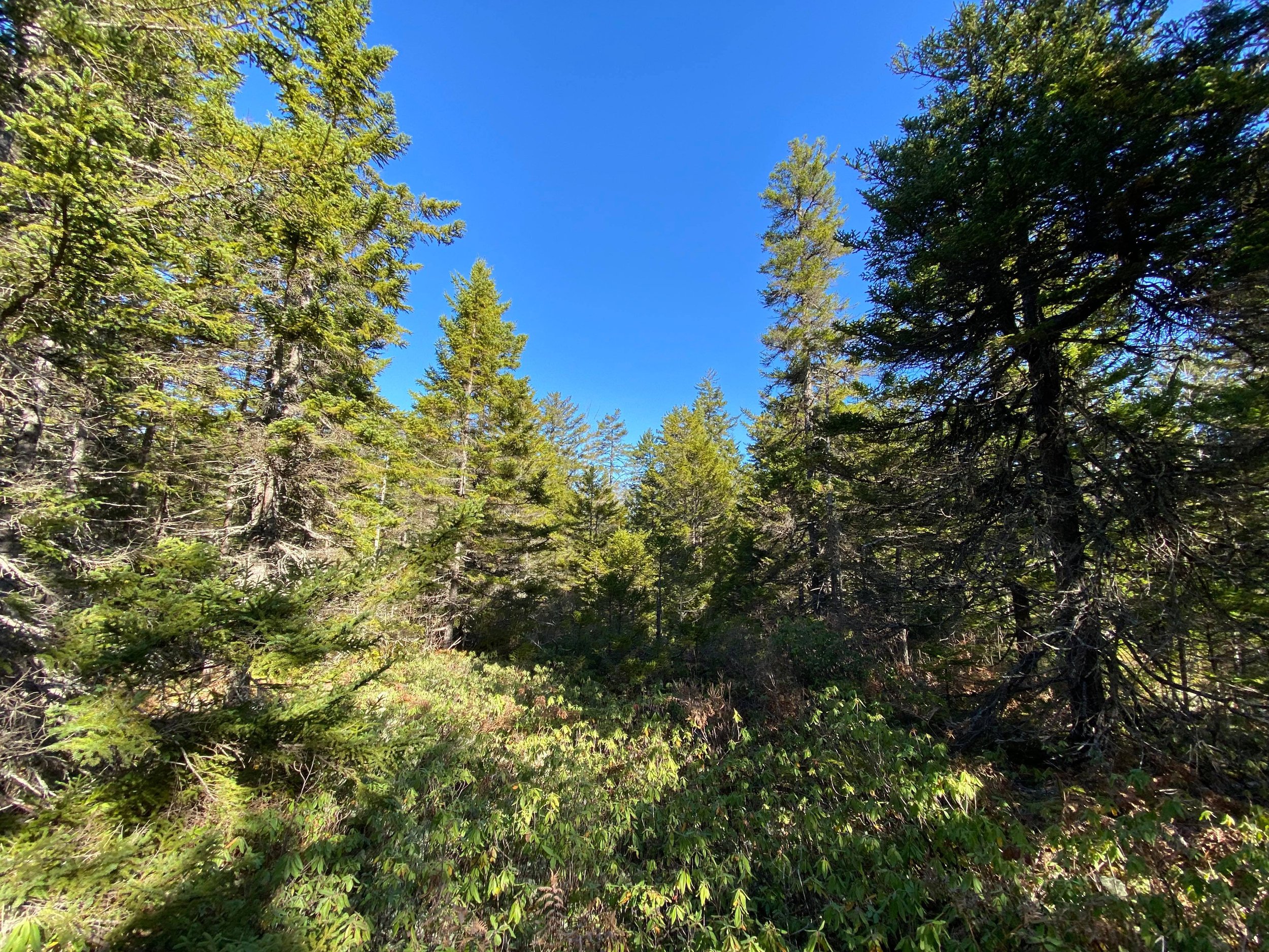 Bonny River Nature Preserve