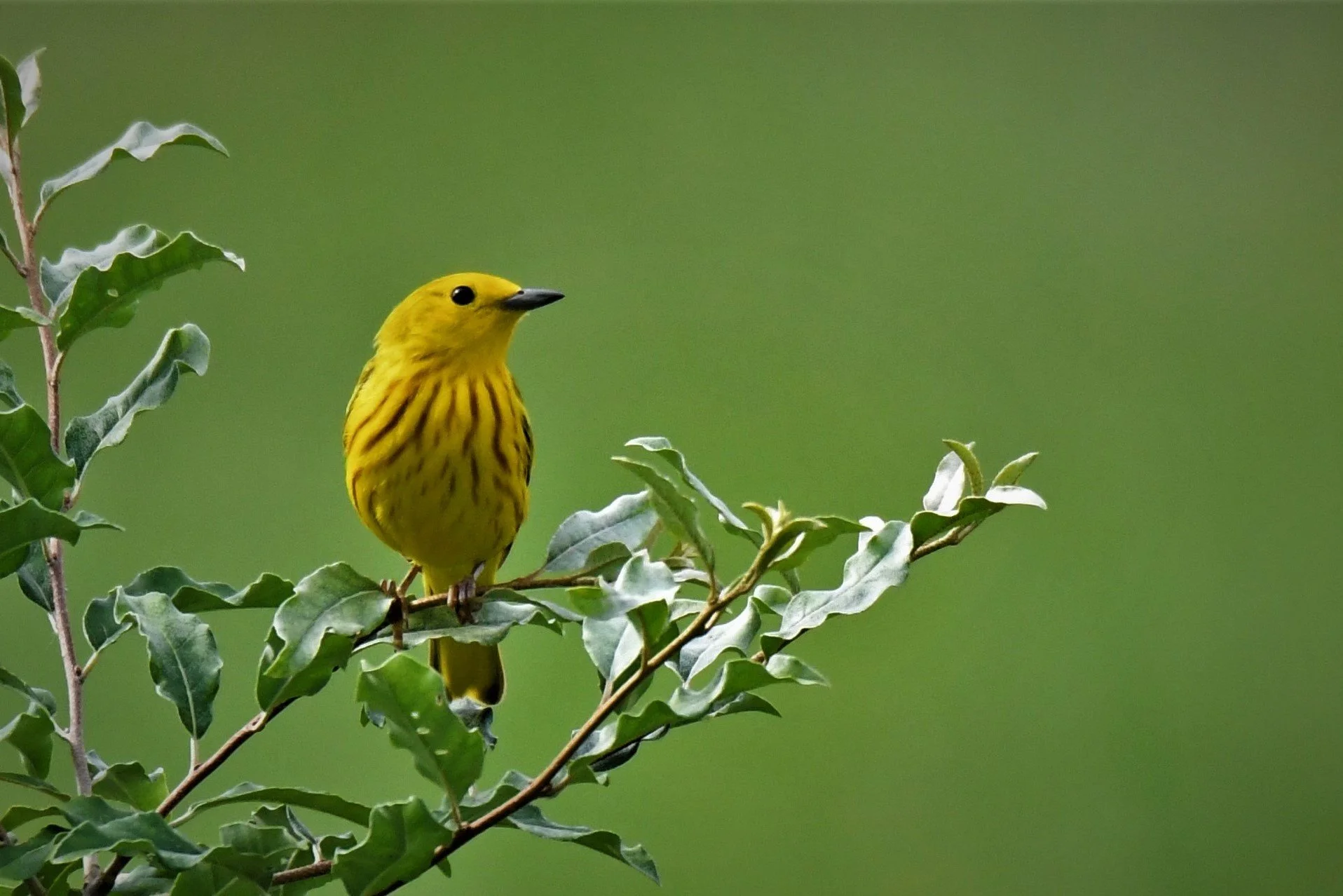 A mystery in the recordings