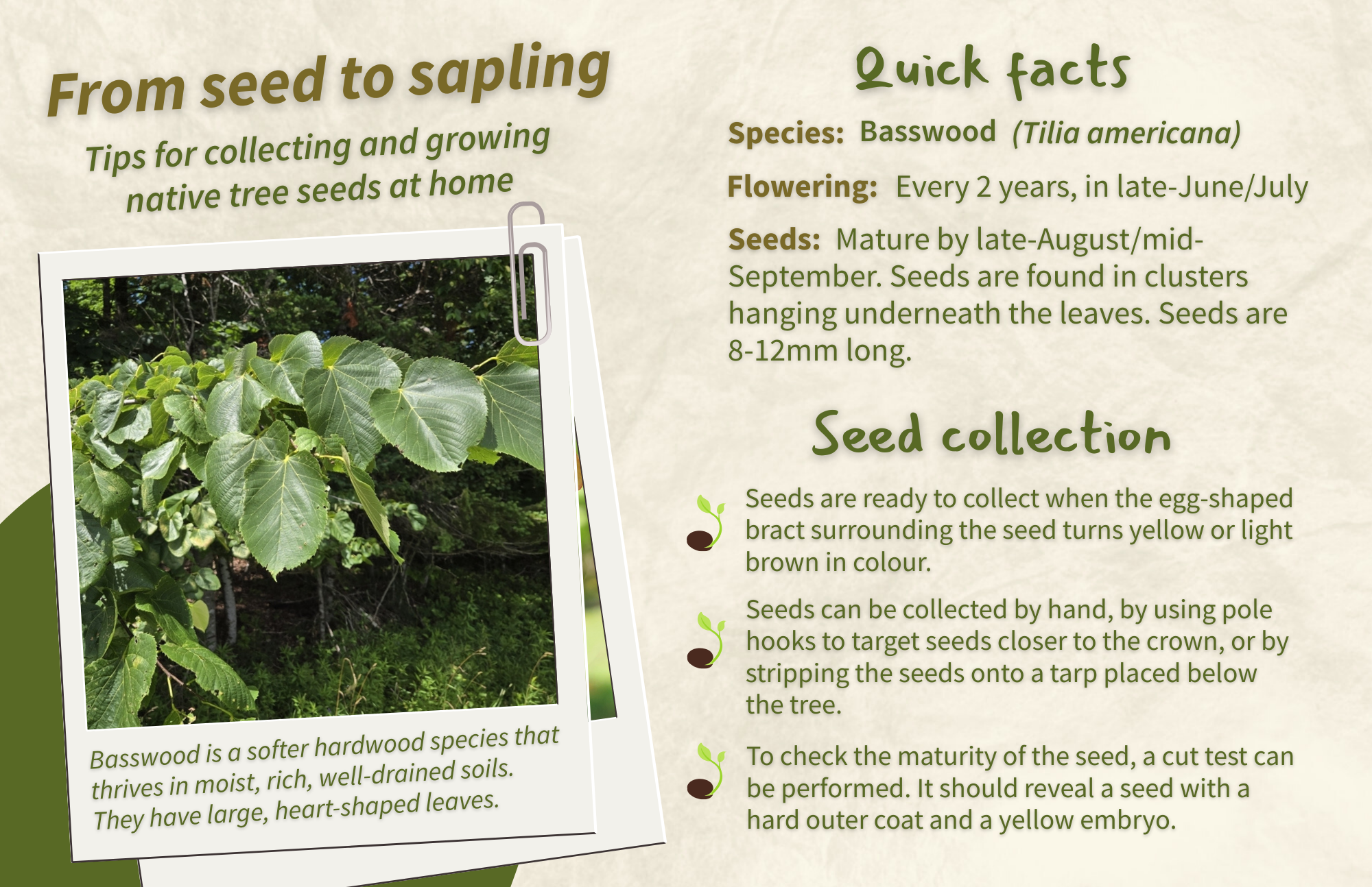 Basswood - Front.png