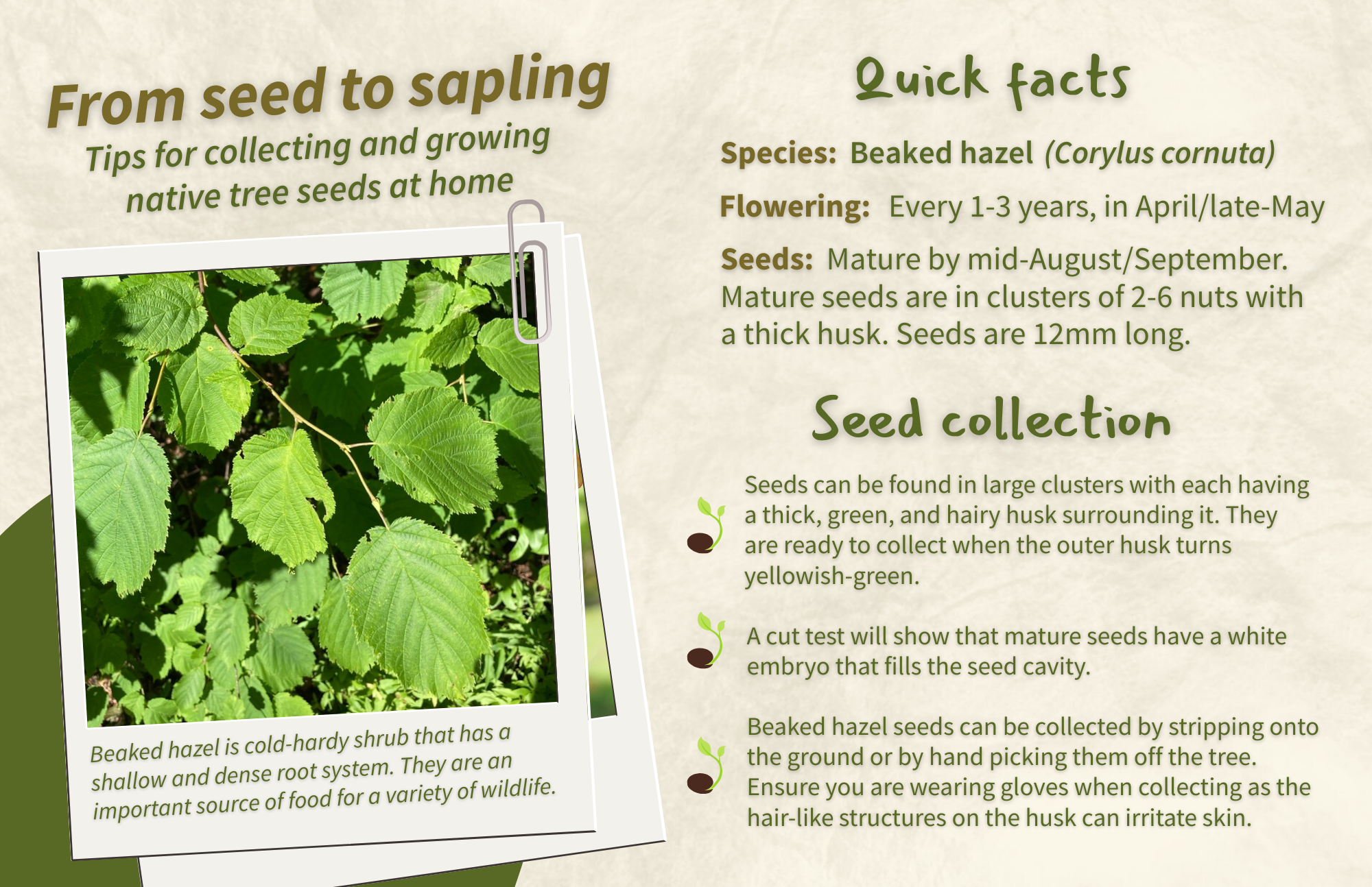 Beaked Hazel - Front.png