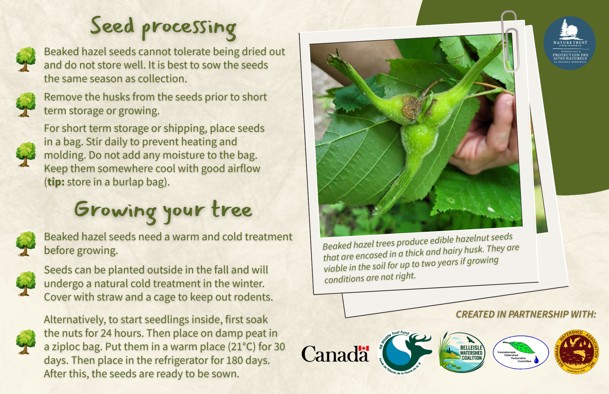 Beaked Hazel - Back.png