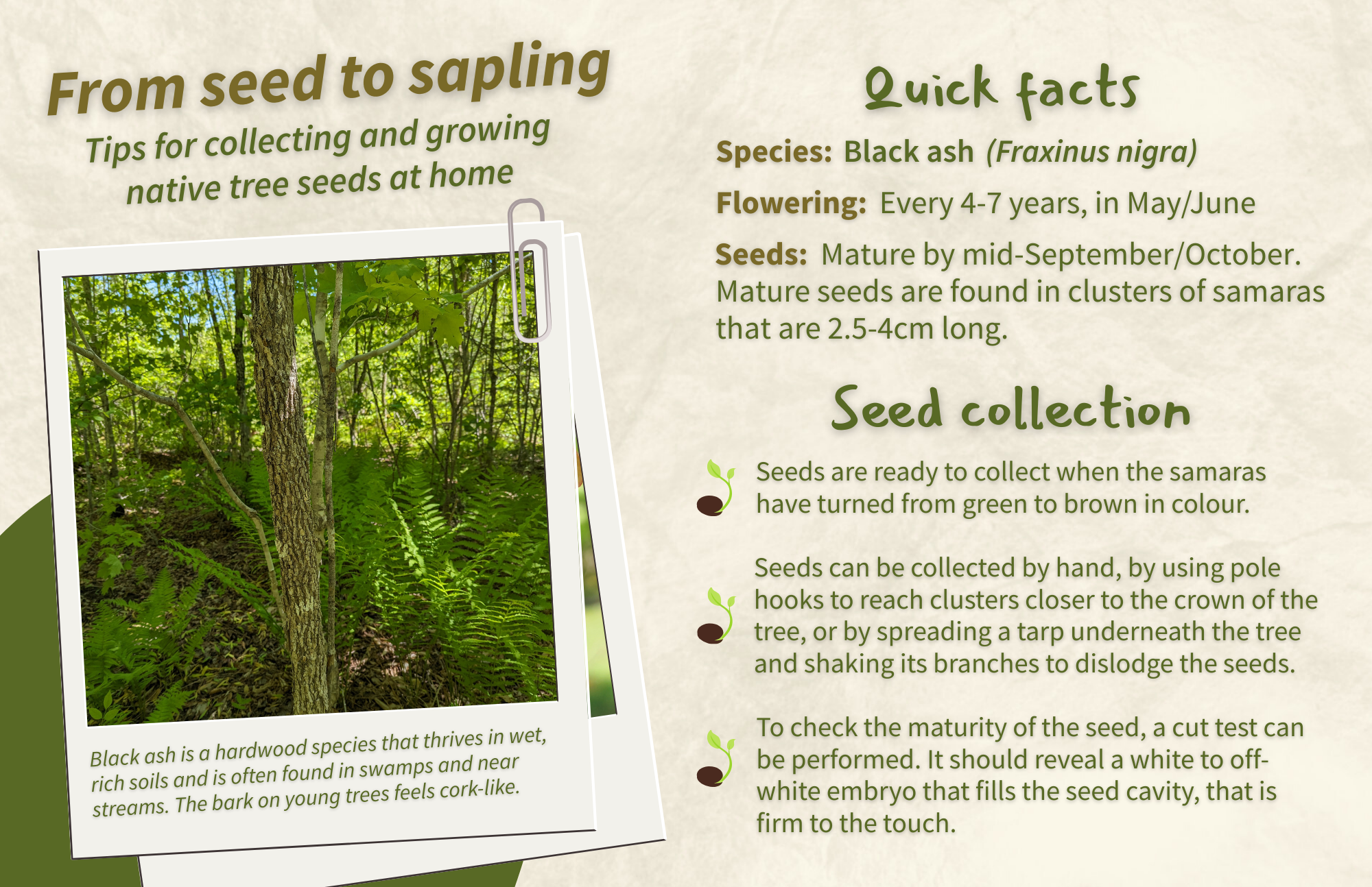 Black Ash - Front.png