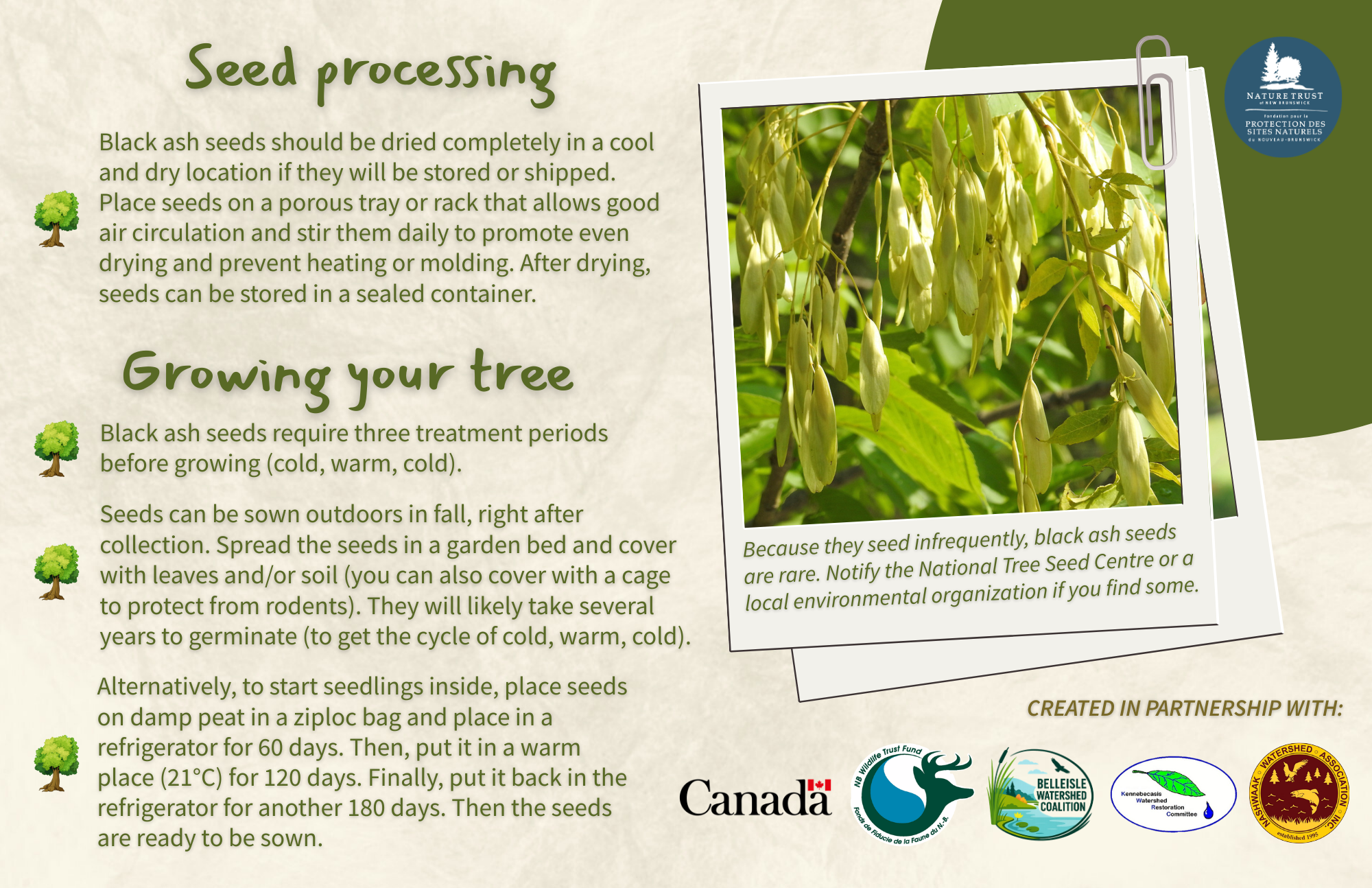 Black Ash - Back.png