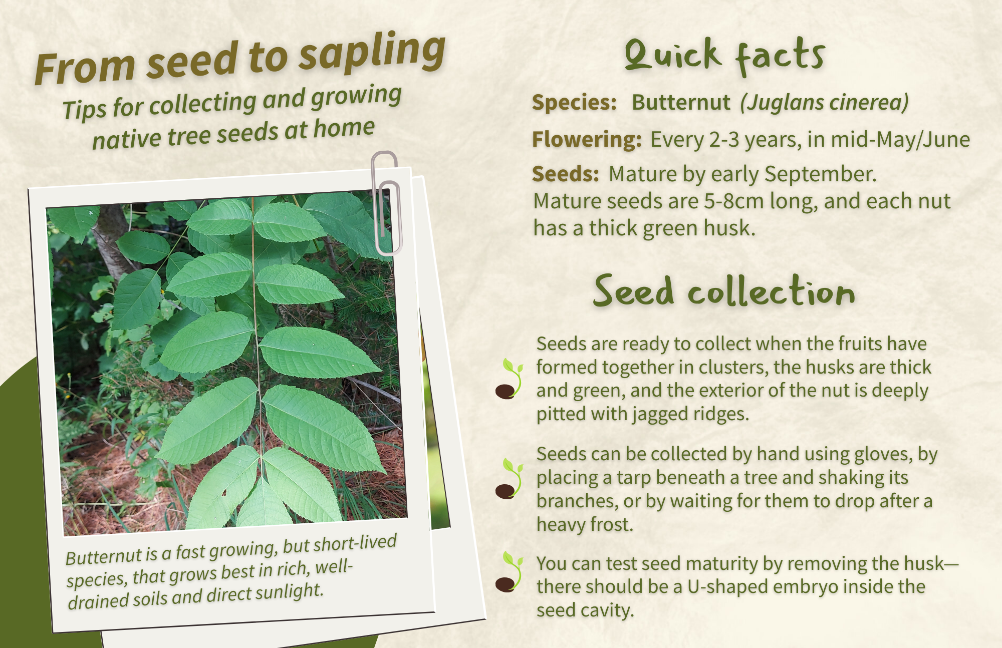 Butternut - Front.png