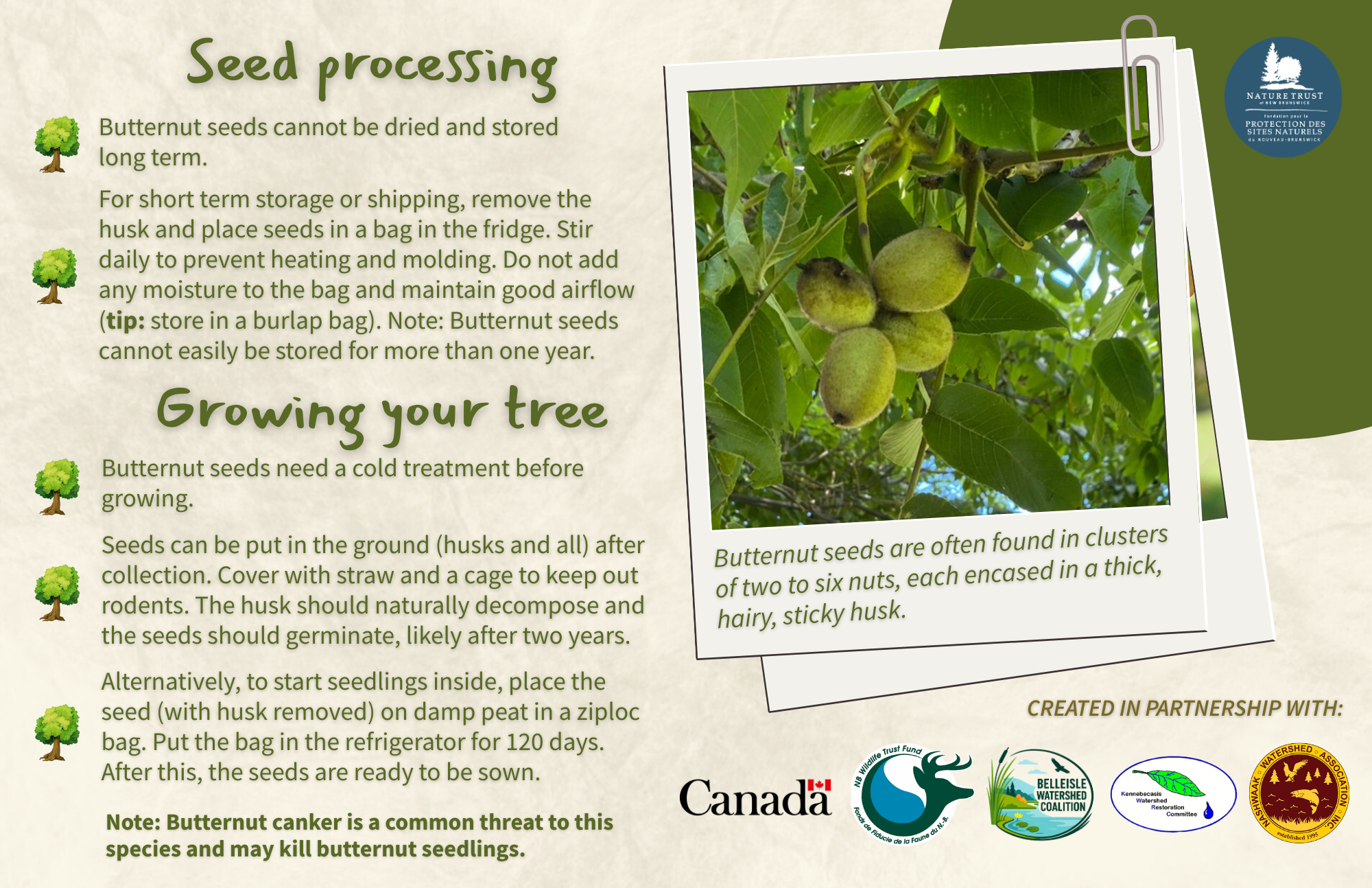 Butternut - Back.png