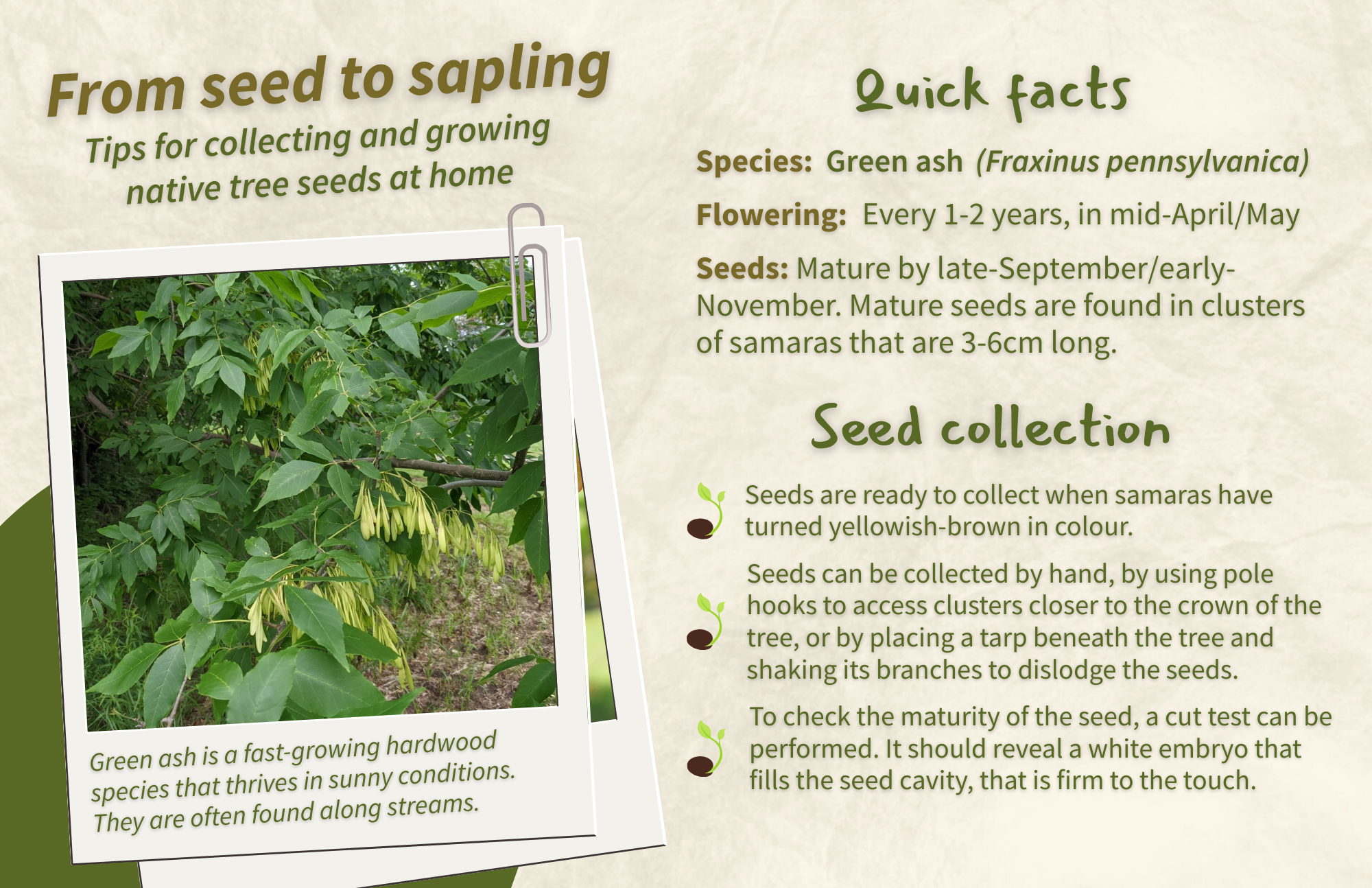 Green Ash - Front.png