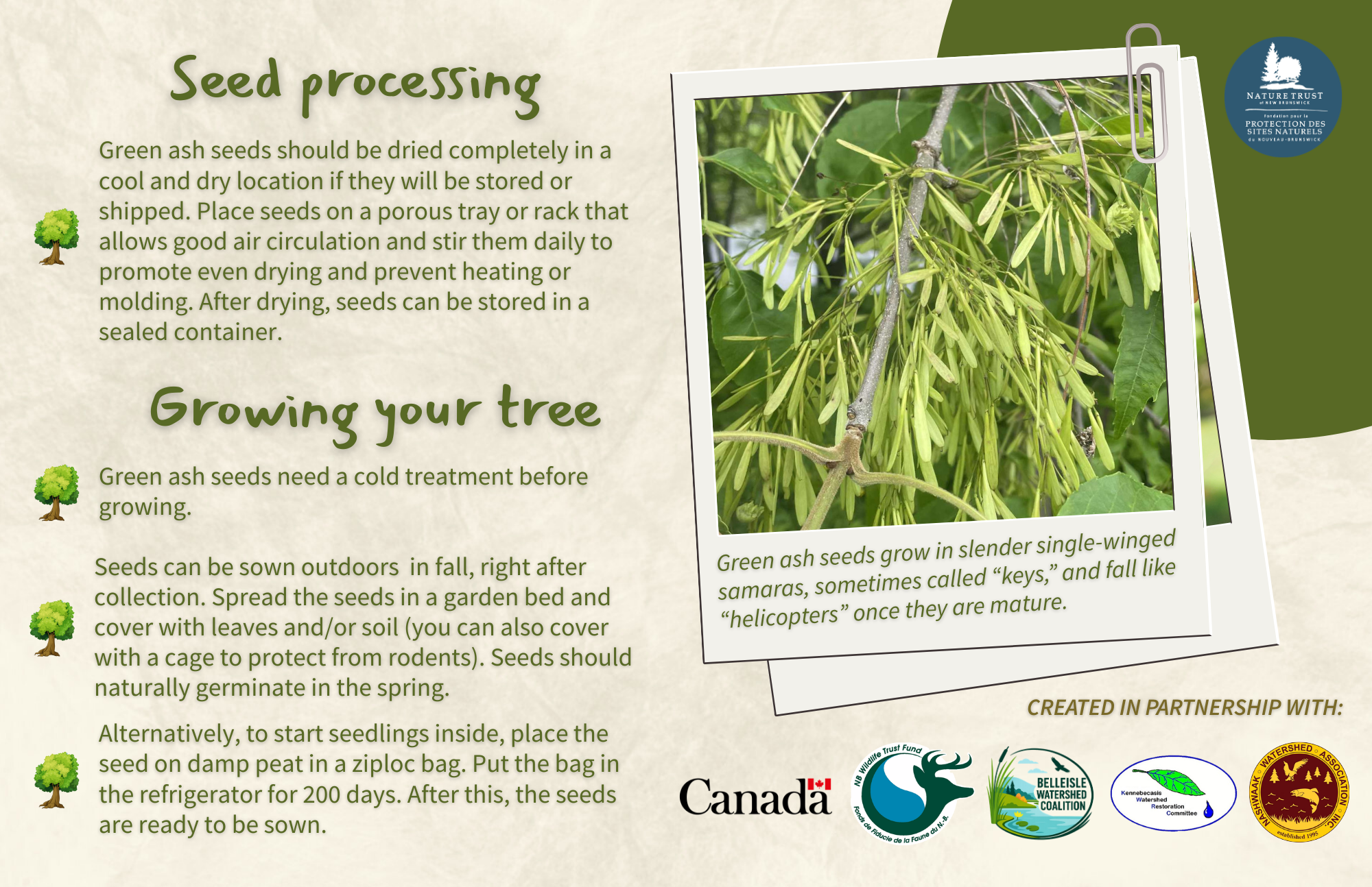 Green Ash - Back.png