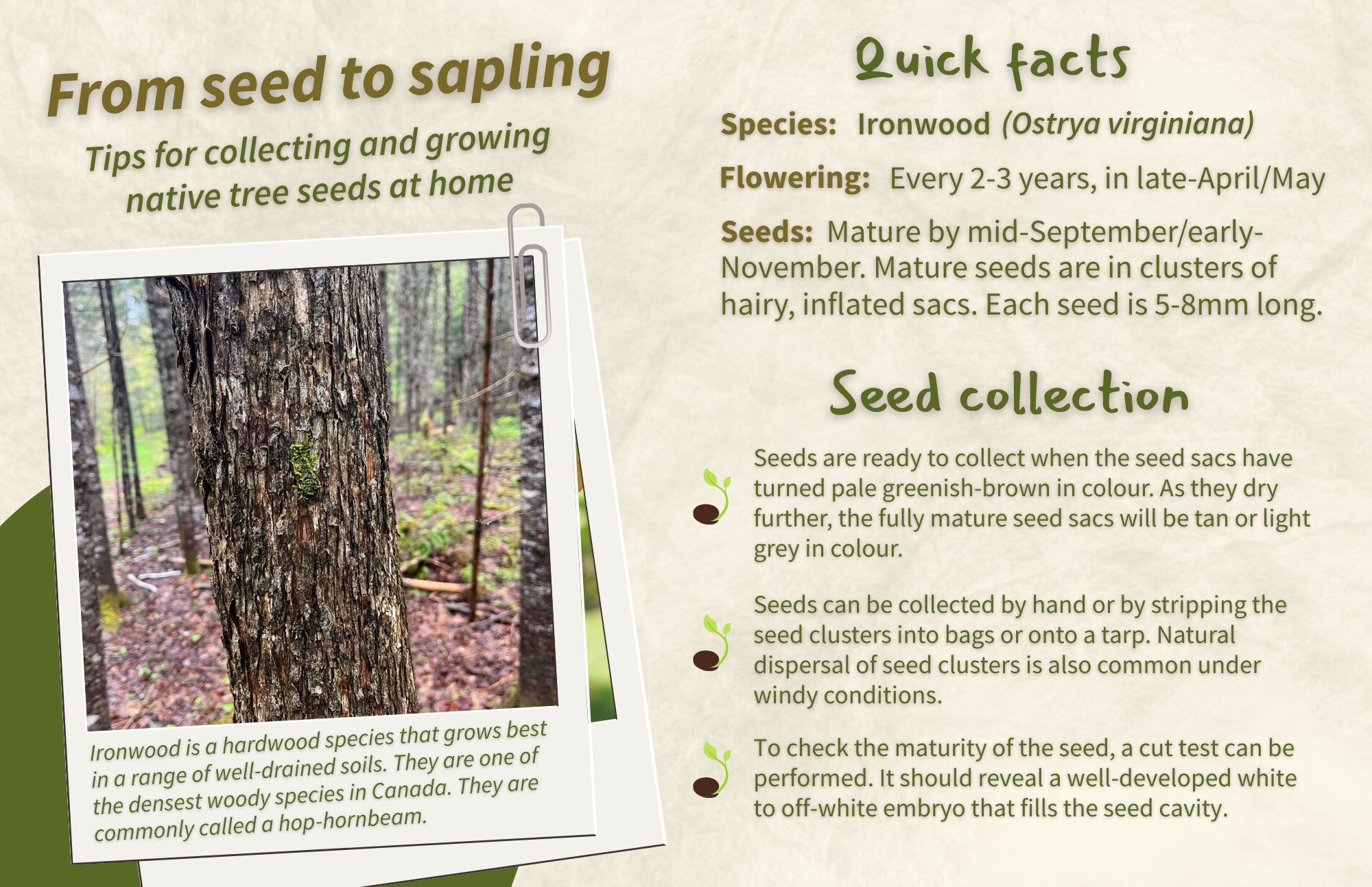 Ironwood - Front.png