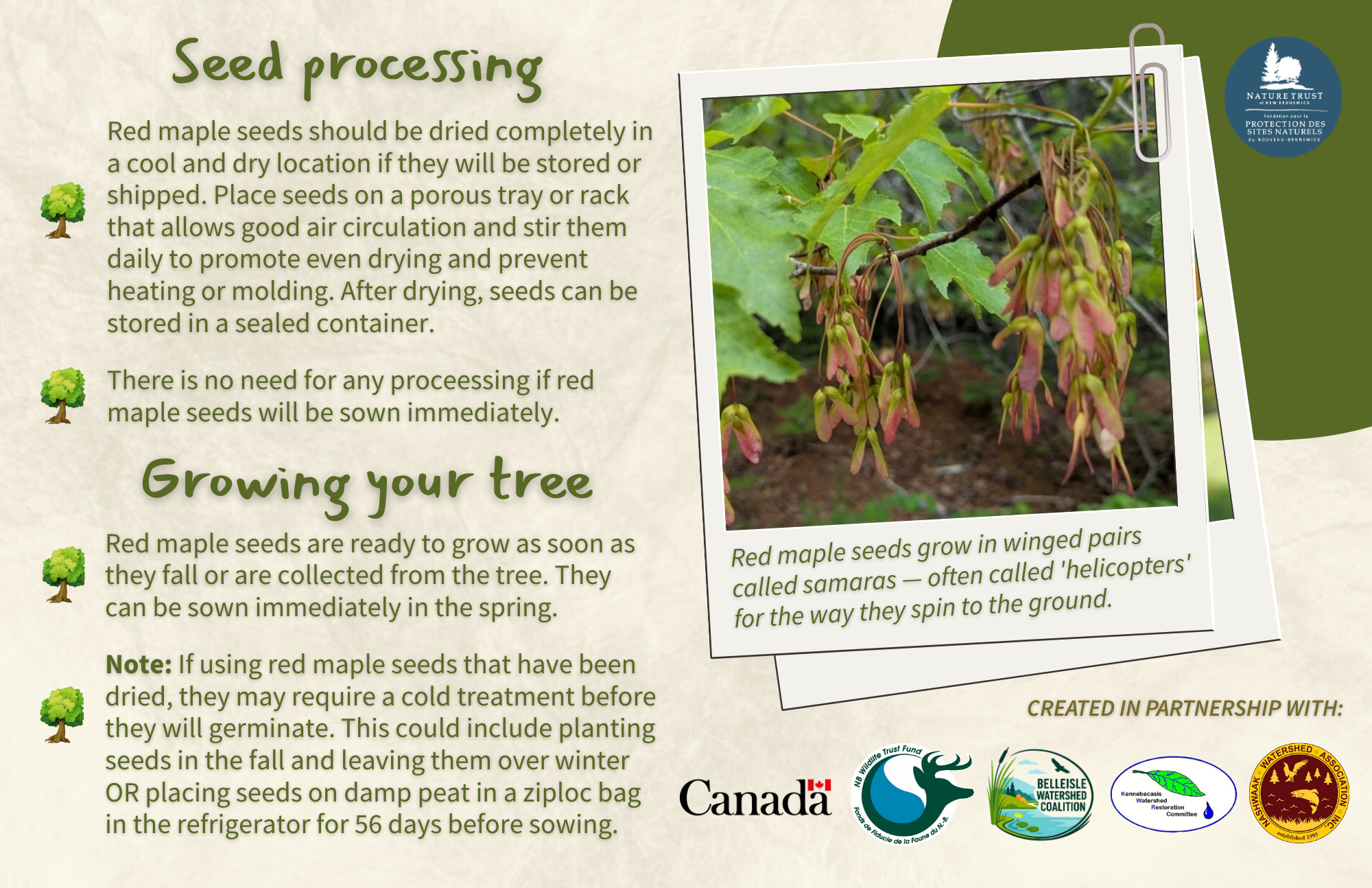 Red Maple - Back.png