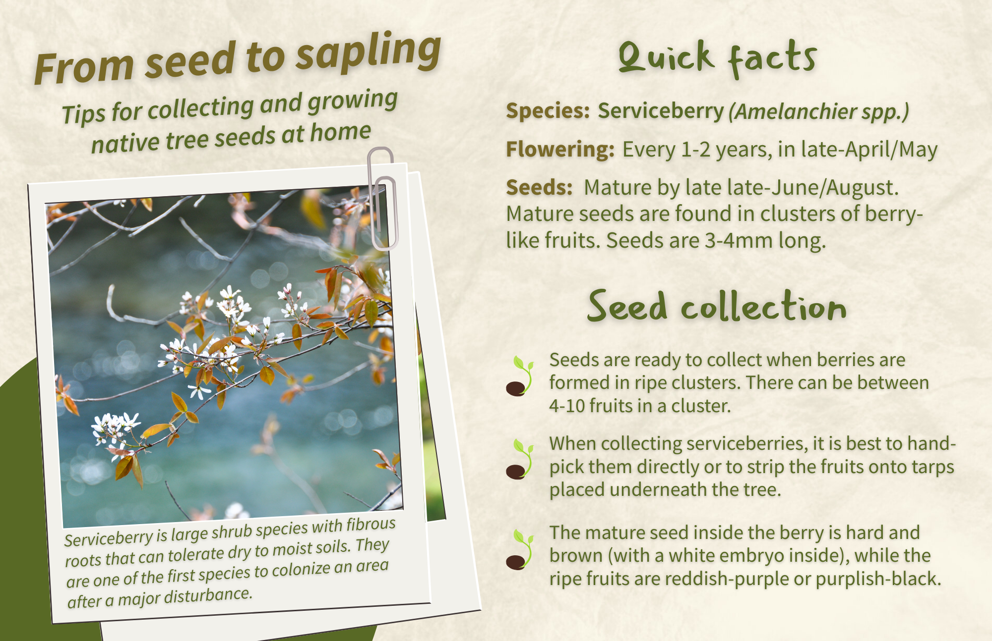 Serviceberry - Front.png