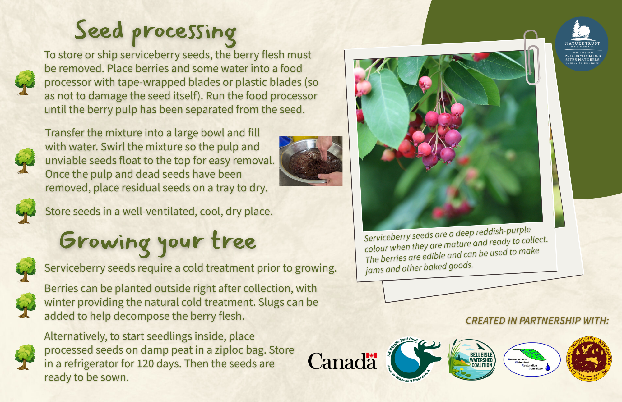 Serviceberry - Back.png