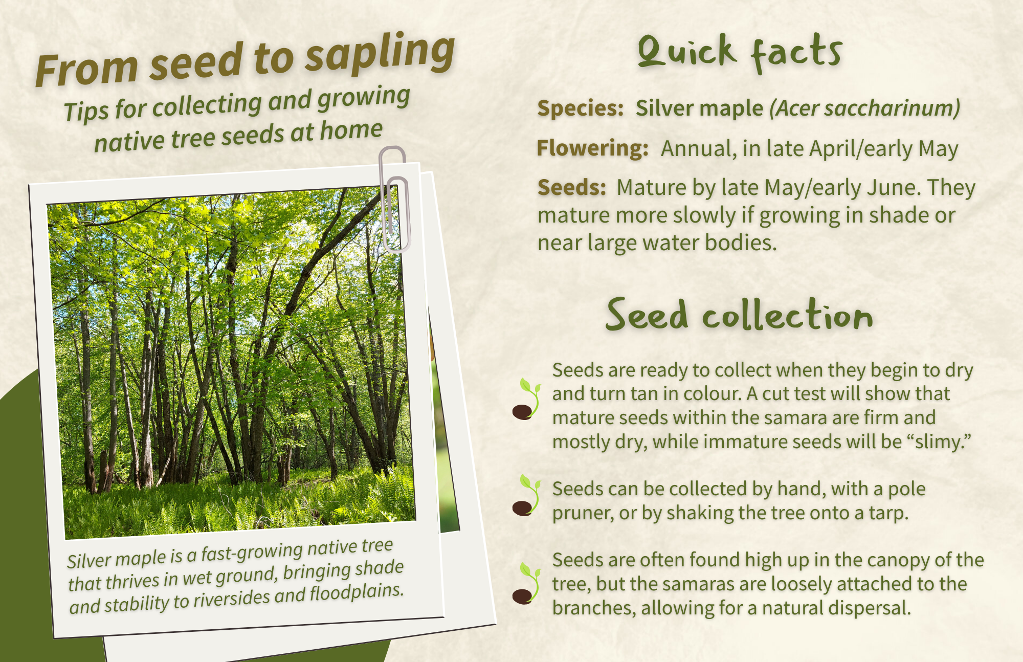 Silver Maple - Front.png