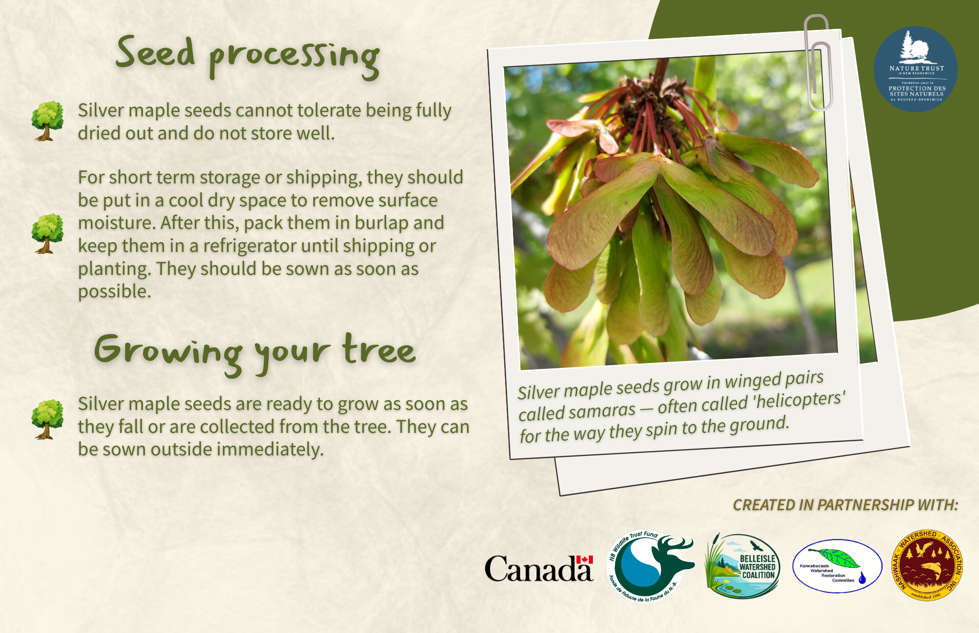 Silver Maple - Back.png