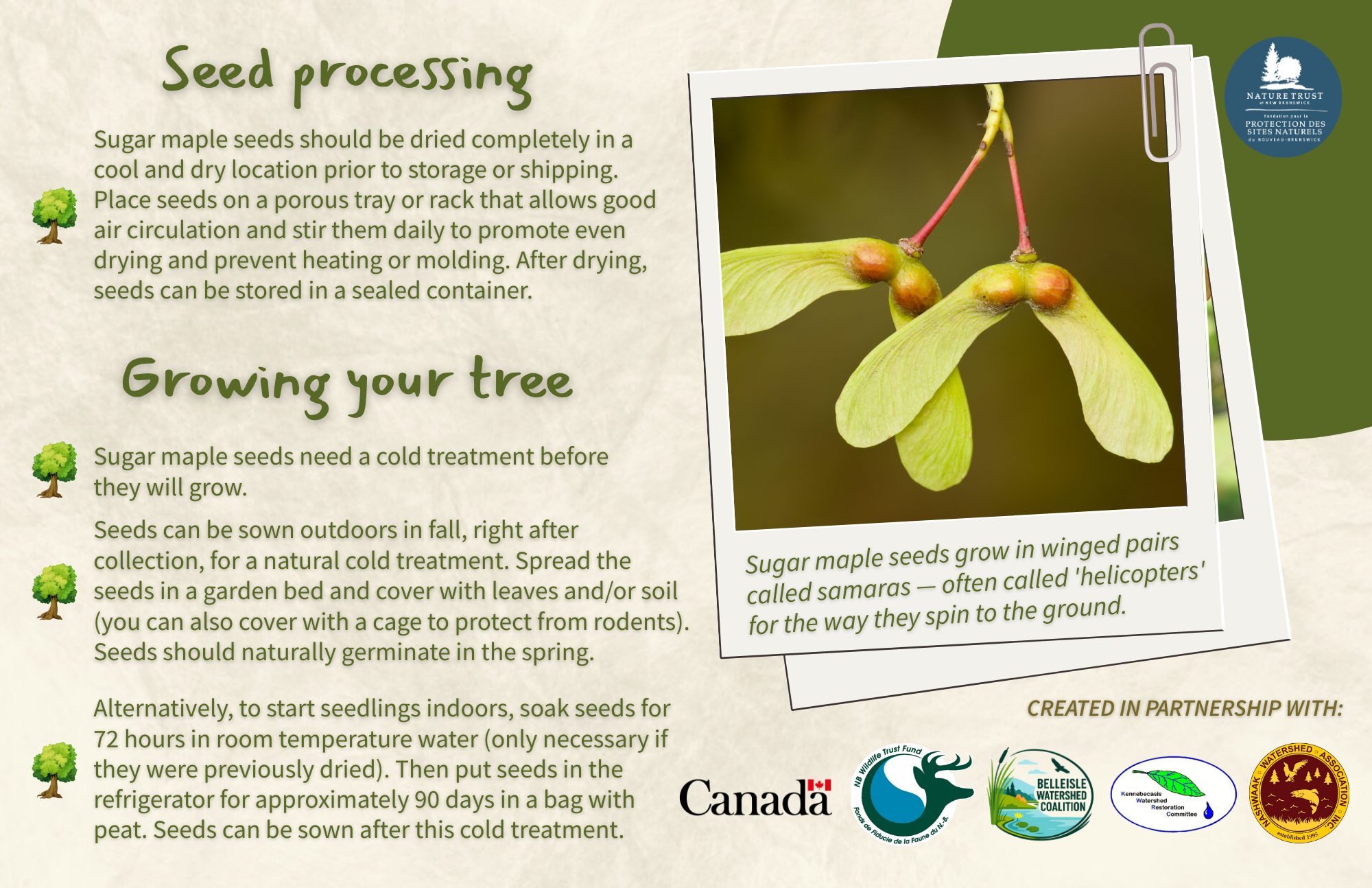 Sugar Maple - Back.png