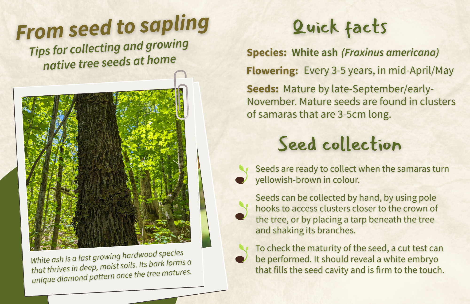 White Ash - Front.png