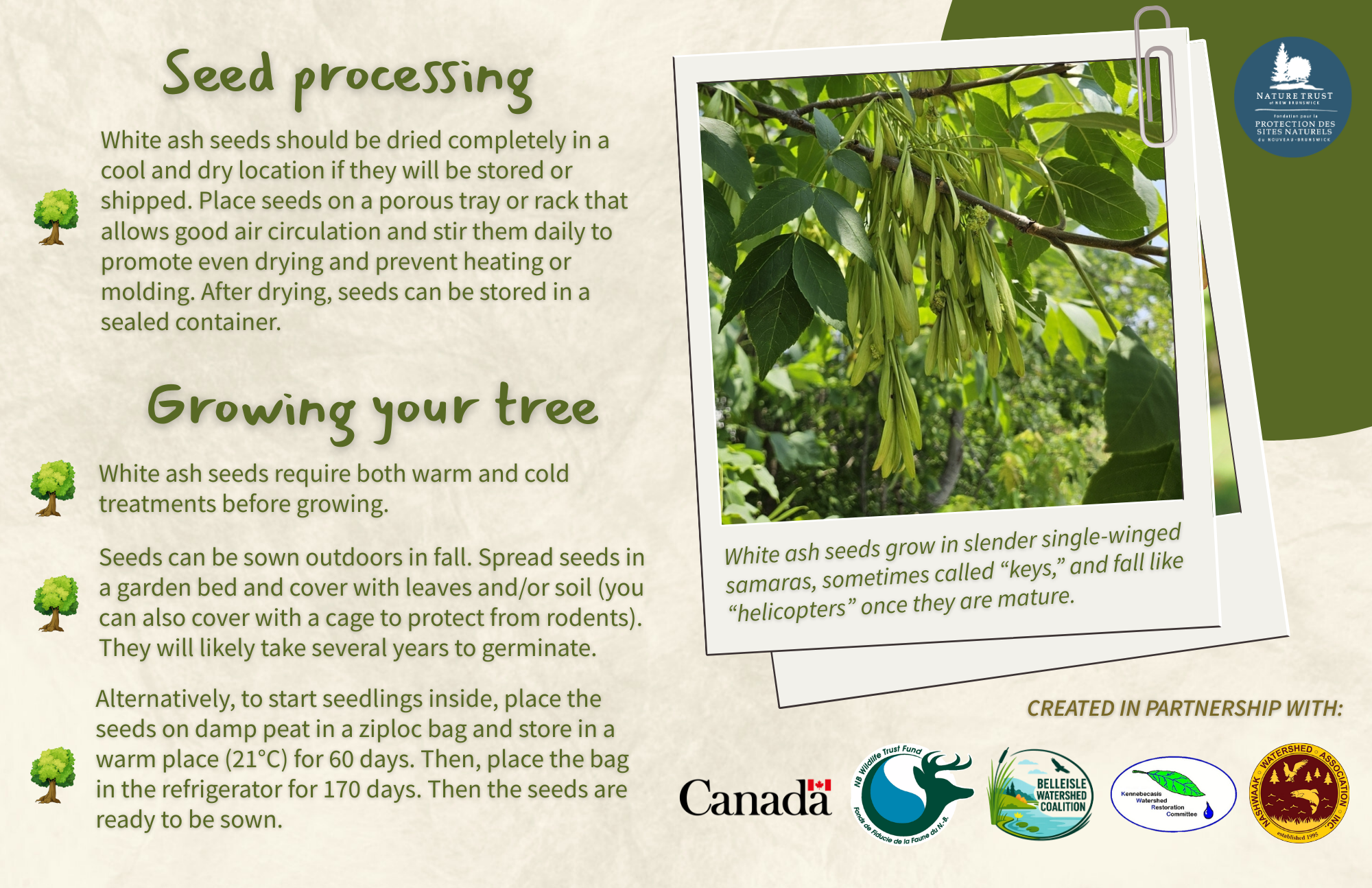 White Ash - Back.png