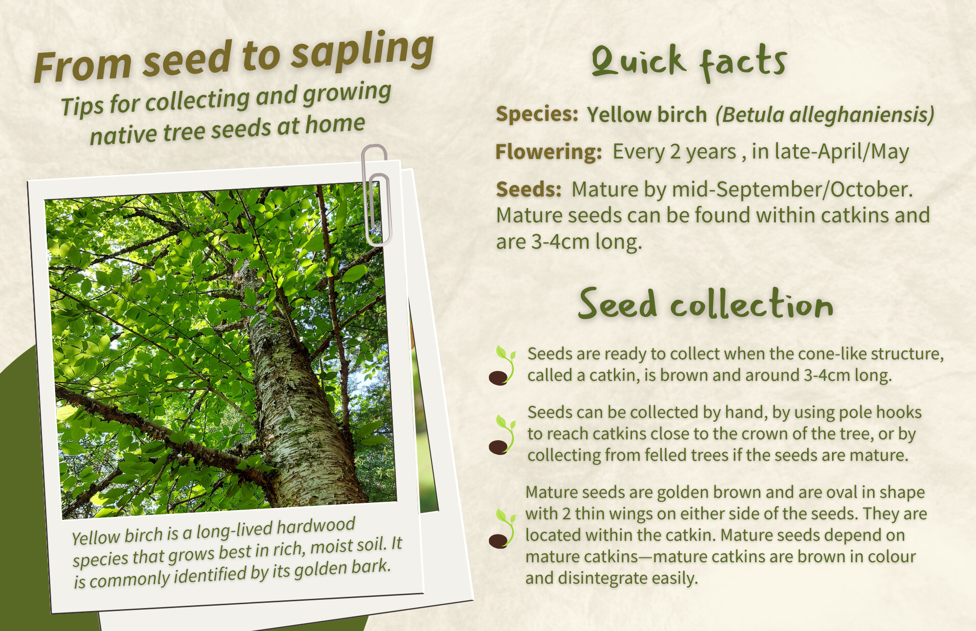 Yellow Birch Front.png