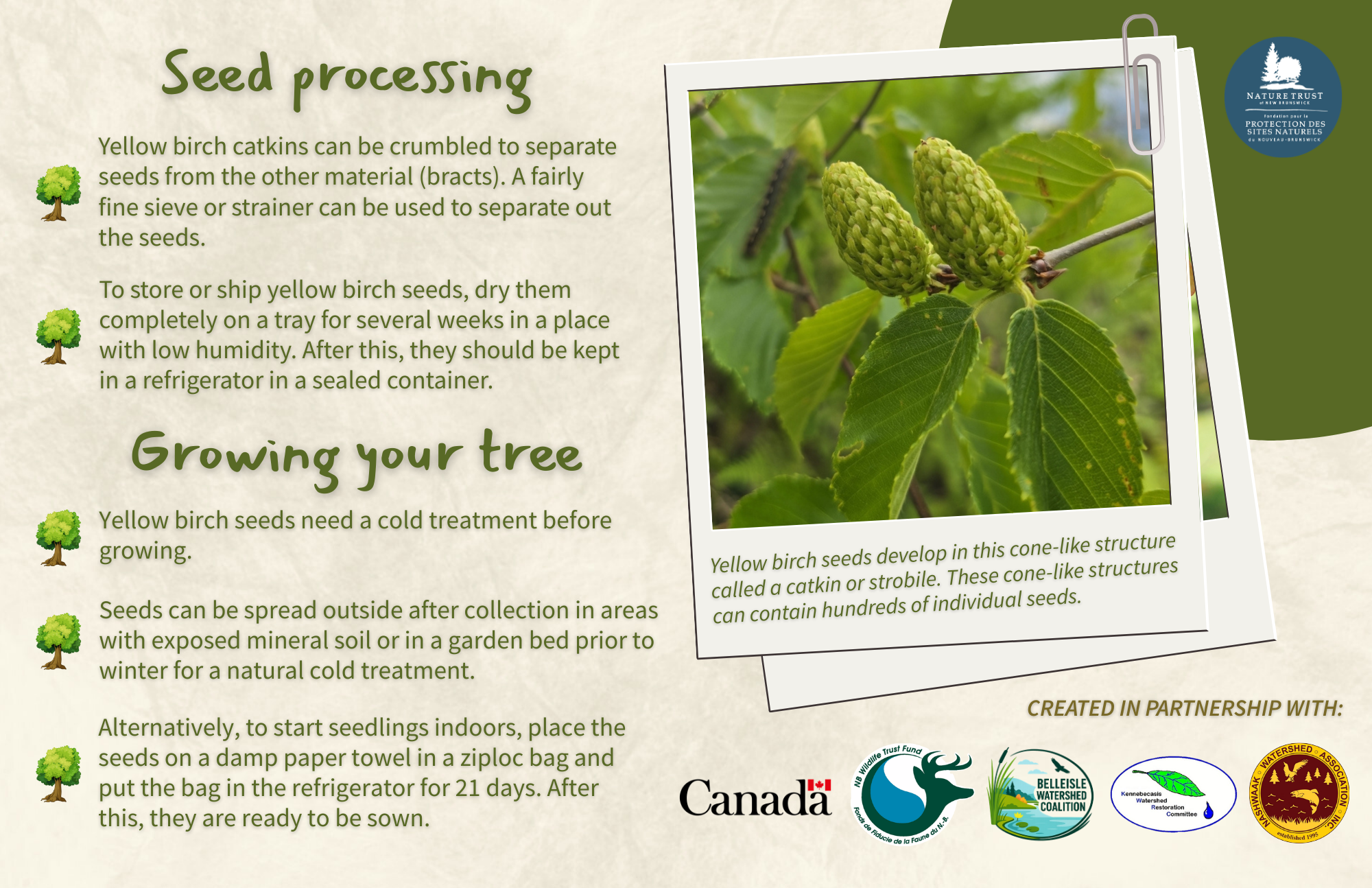 Yellow Birch - Back.png