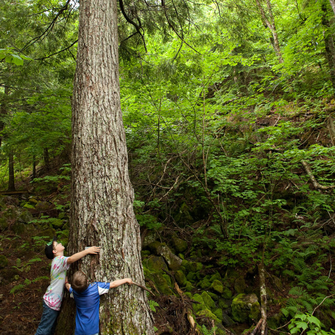 Volunteer Training Day –  Mapleton Acadian Forest Nature Preserve