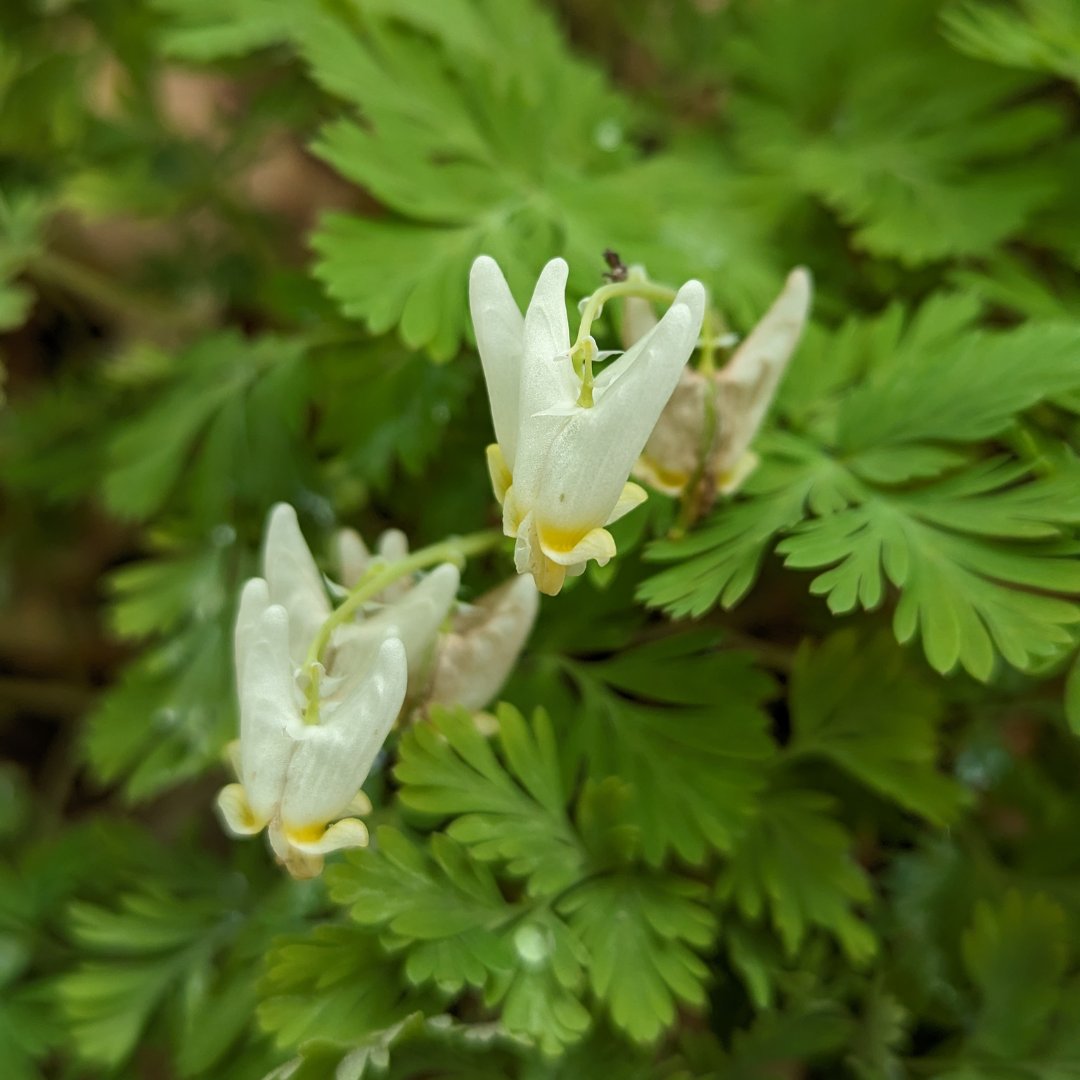 Promenade à la découverte des plantes éphémères
