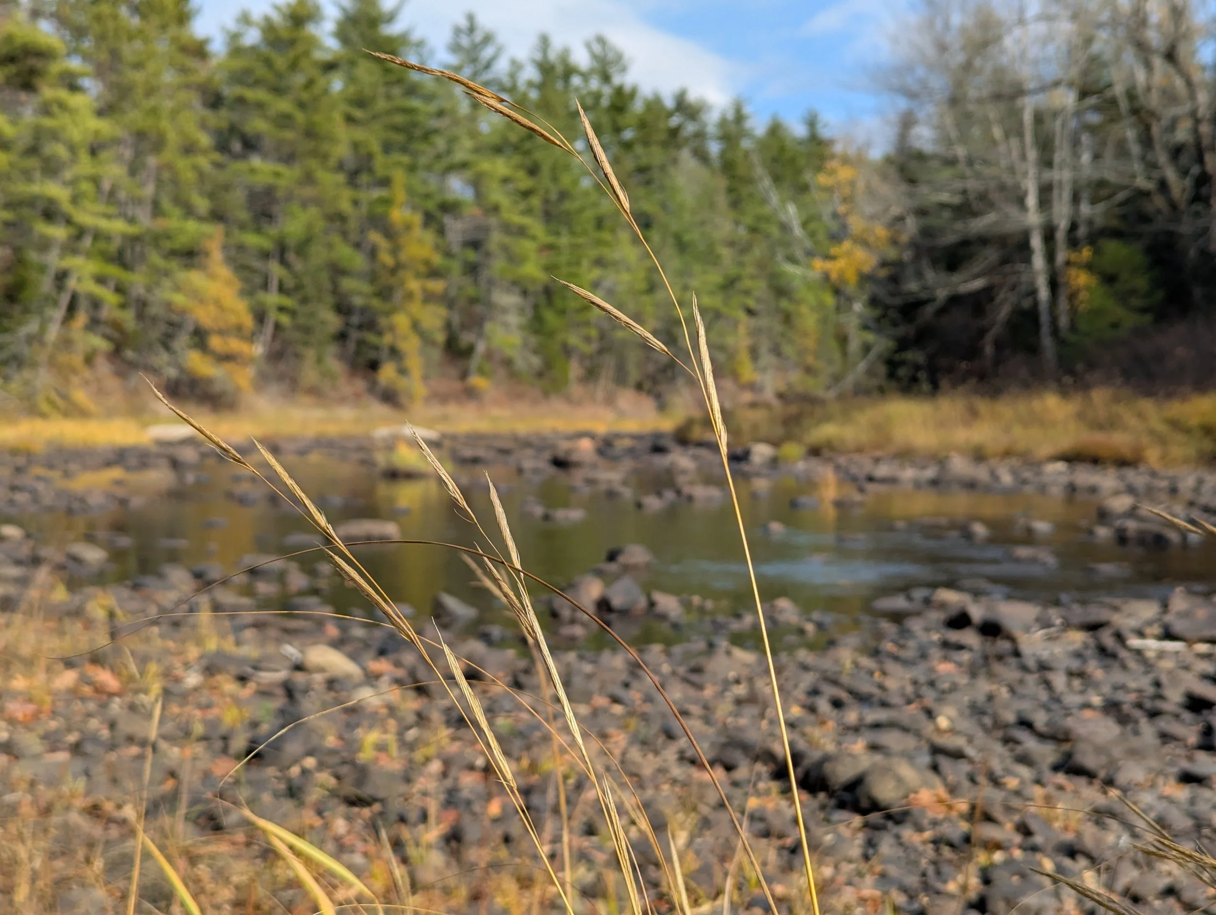 Forested Wetlands of Tracyville (Official Name Pending)
