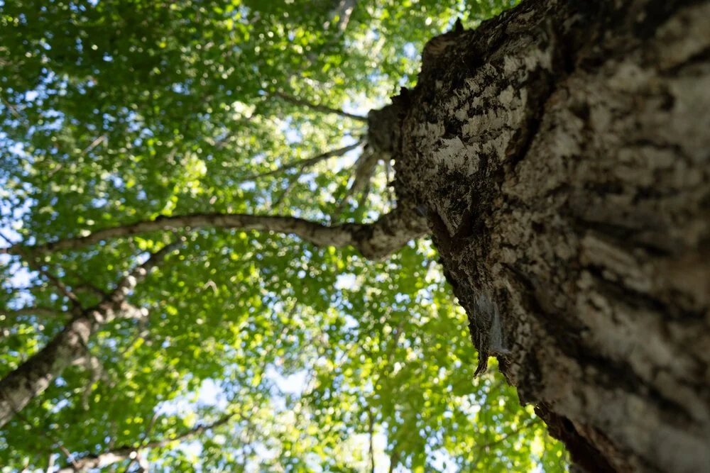 Festival of Nature — A small woodlot waiting to be discovered!