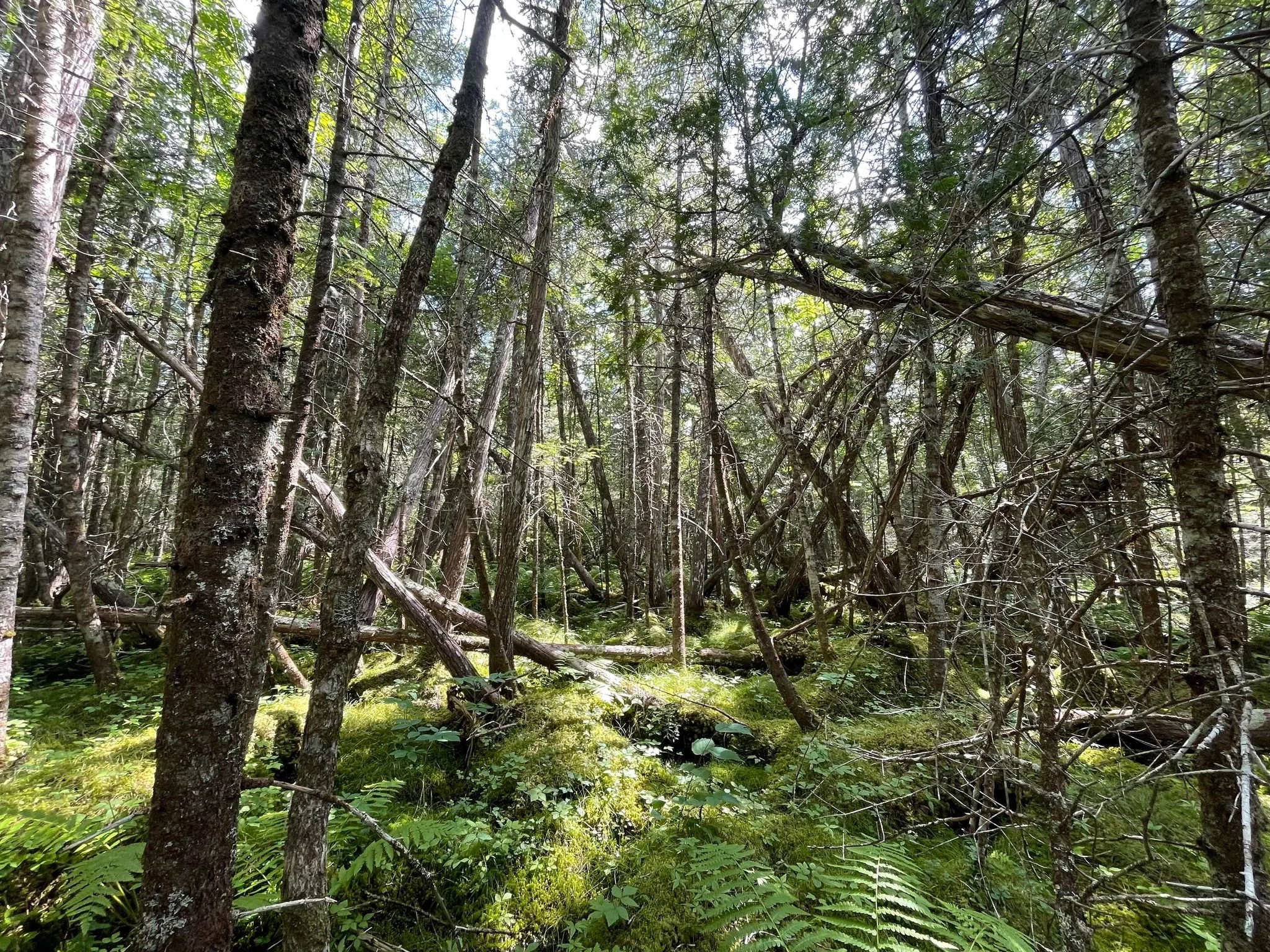 More than swamps