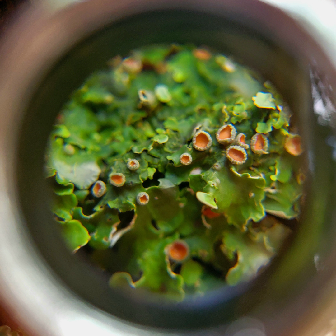 Lichen Learning Experience — Mount Misery Nature Preserve