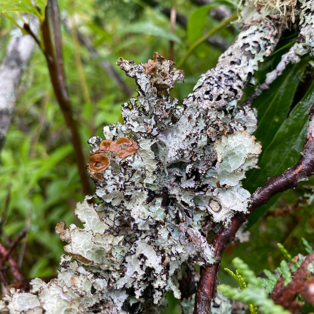 Expérience d'apprentissage sur les lichens – Réserve naturelle Caughey-Taylor