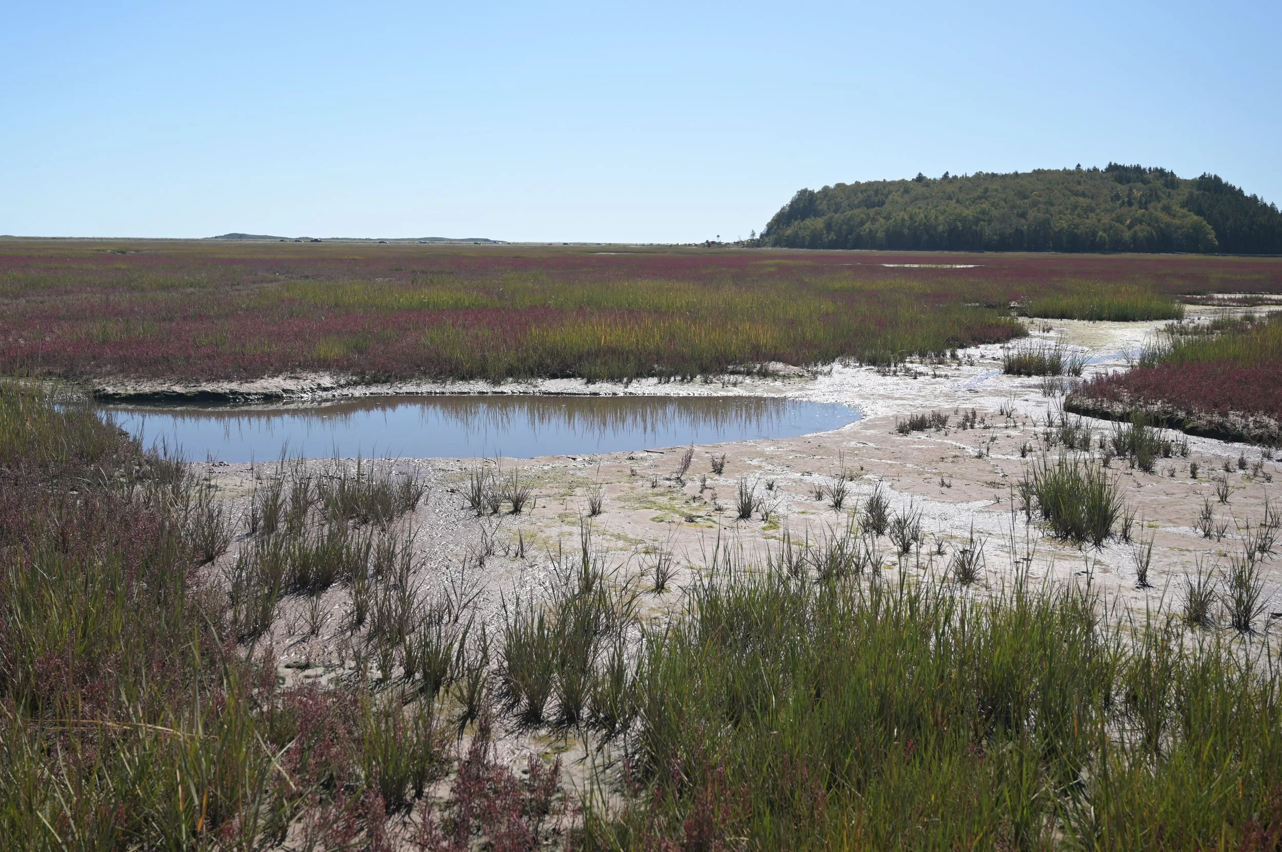 Grand nettoyage côtier de Fundy à la réserve naturelle du marais Saints Rest 