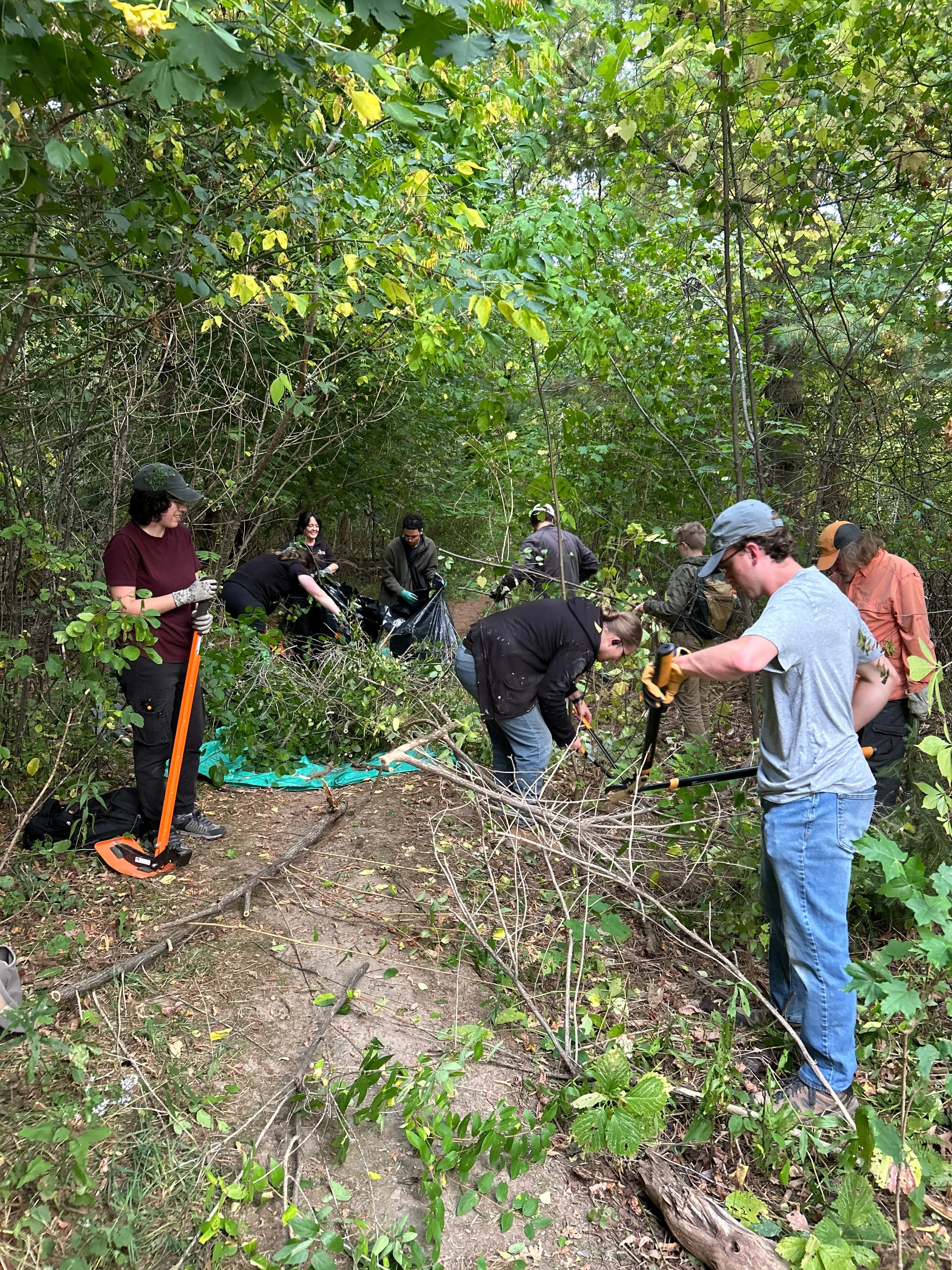 Enlèvement des espèces envahissantes à la réserve naturelle du parc Hyla