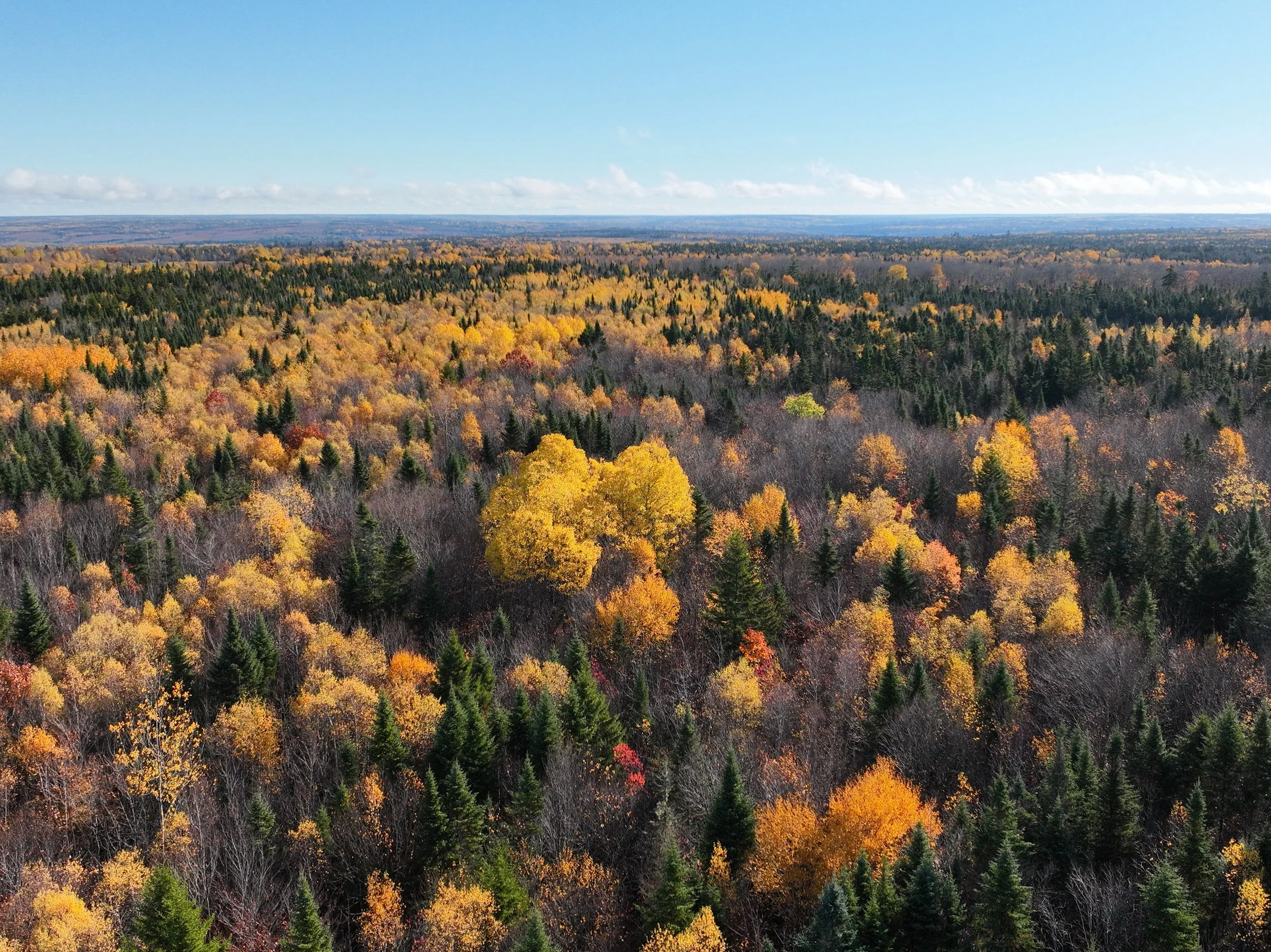 Réserve naturelle du boisé des Parulines