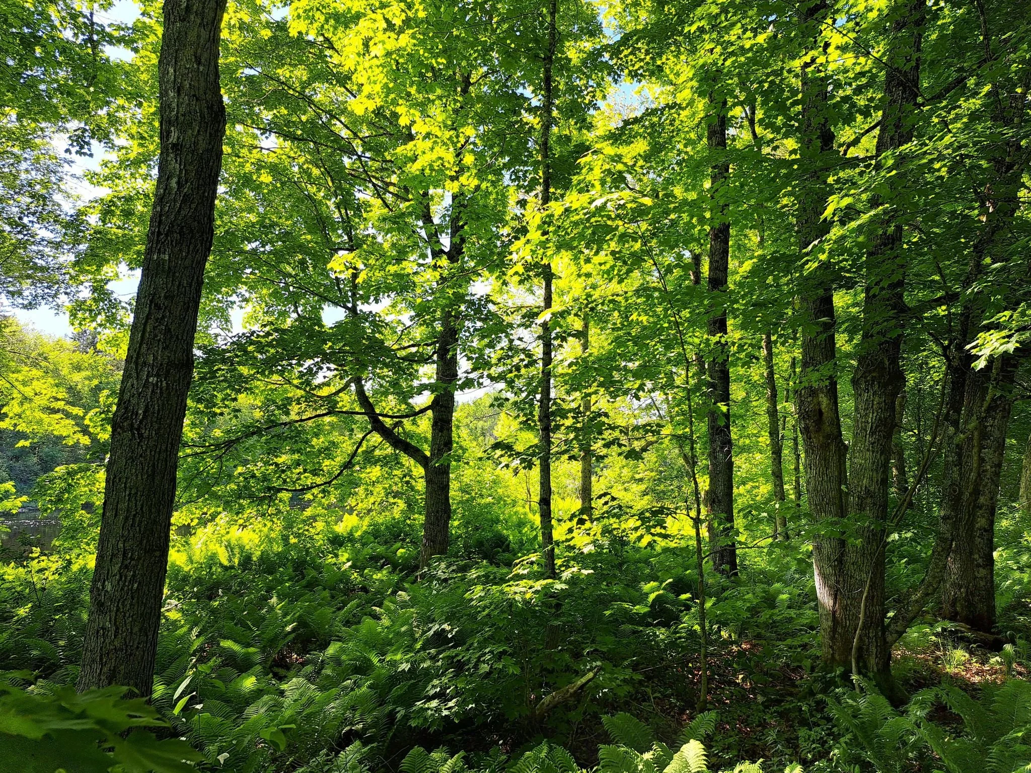 Preserving nature and memories — Nature Trust of New Brunswick