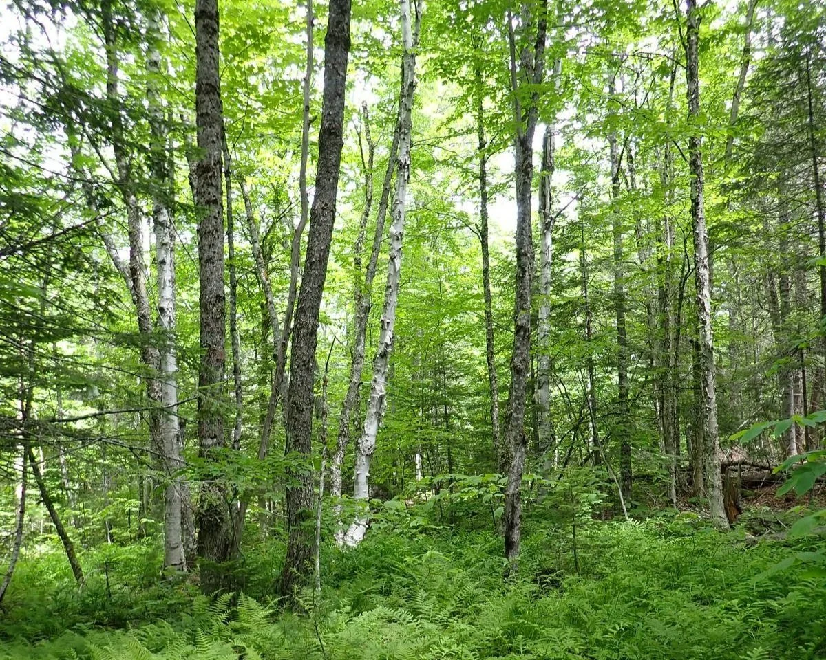 Scotch Lake Rocks Forever Forested: Protecting Rich Ecosystems on Scotch Lake — Nature ...