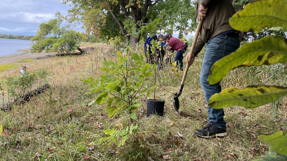 Planting Time Invasive Restoration Planting – Invasive Species Removal at Hyla Park — Nature ...
