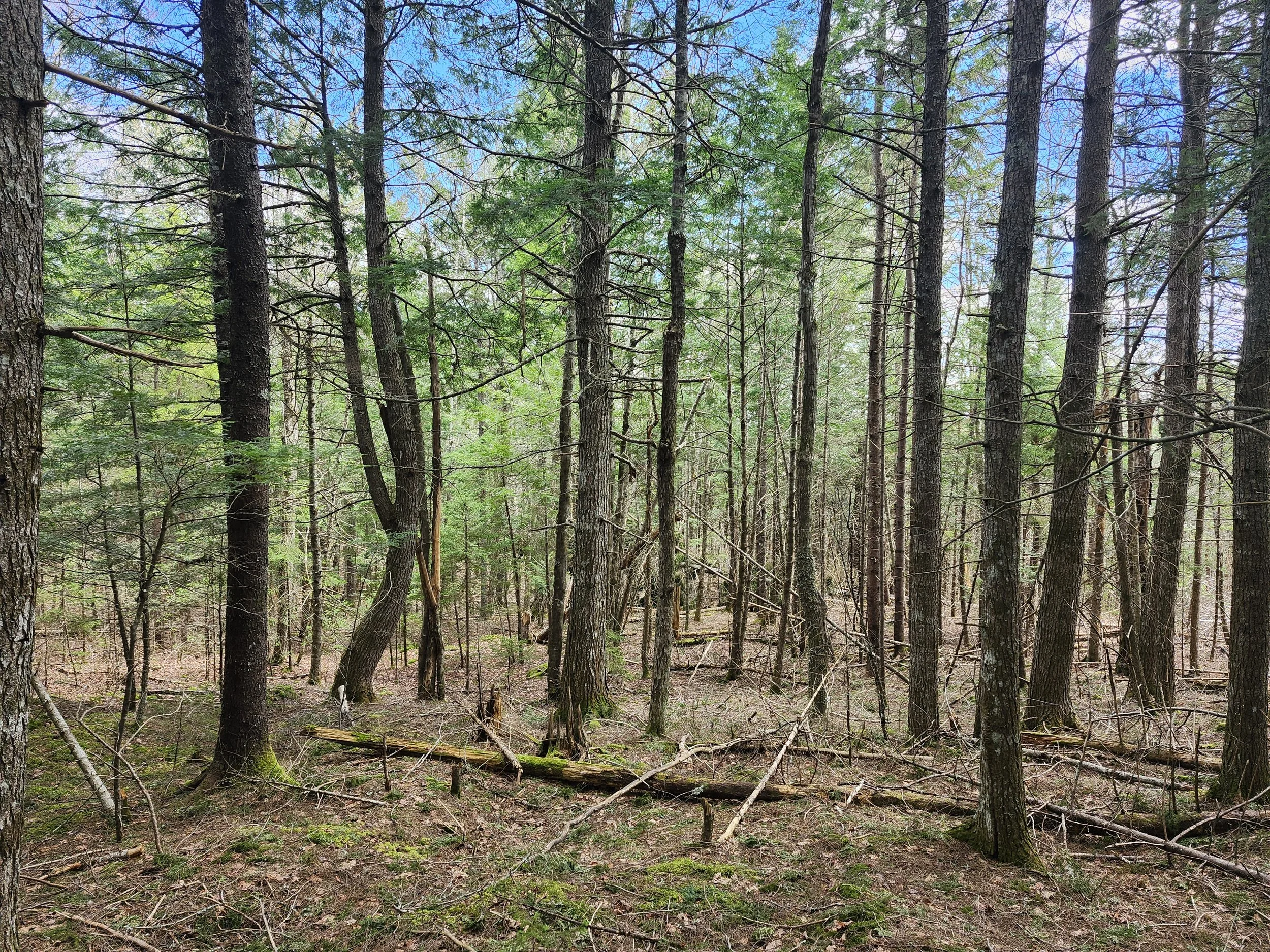 2024-04-07 Dempster_Baseline Survey (1).jpg