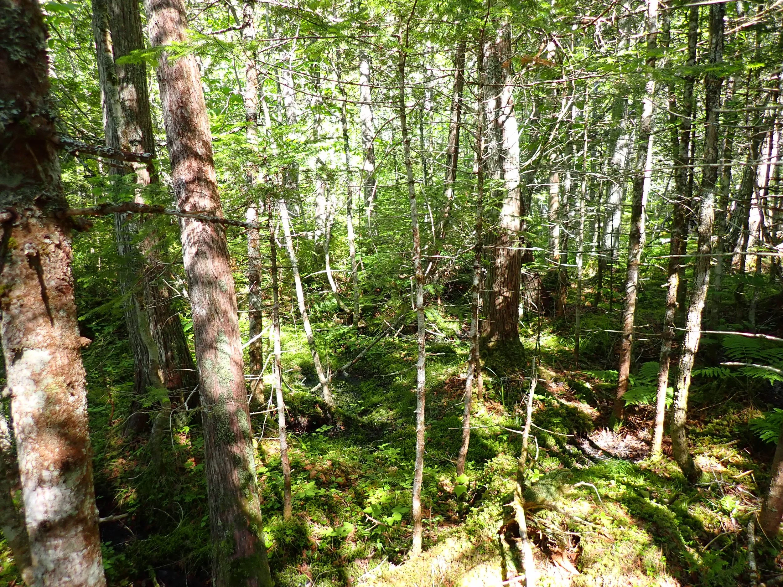 Forever Forested Protecting Rich Ecosystems on Scotch Lake — Nature