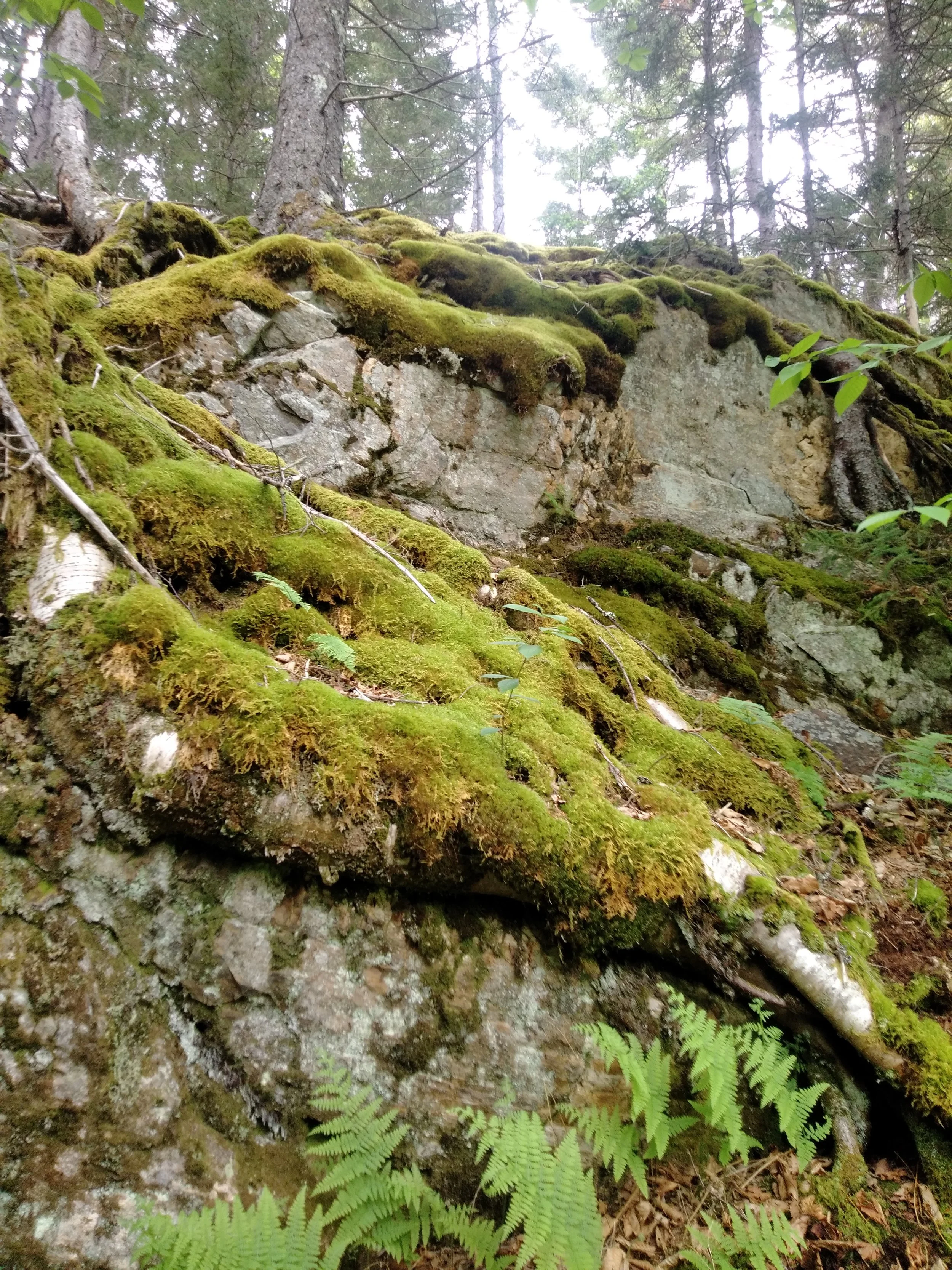 Clarière à savoyane (Nom officiel en cours de révision)