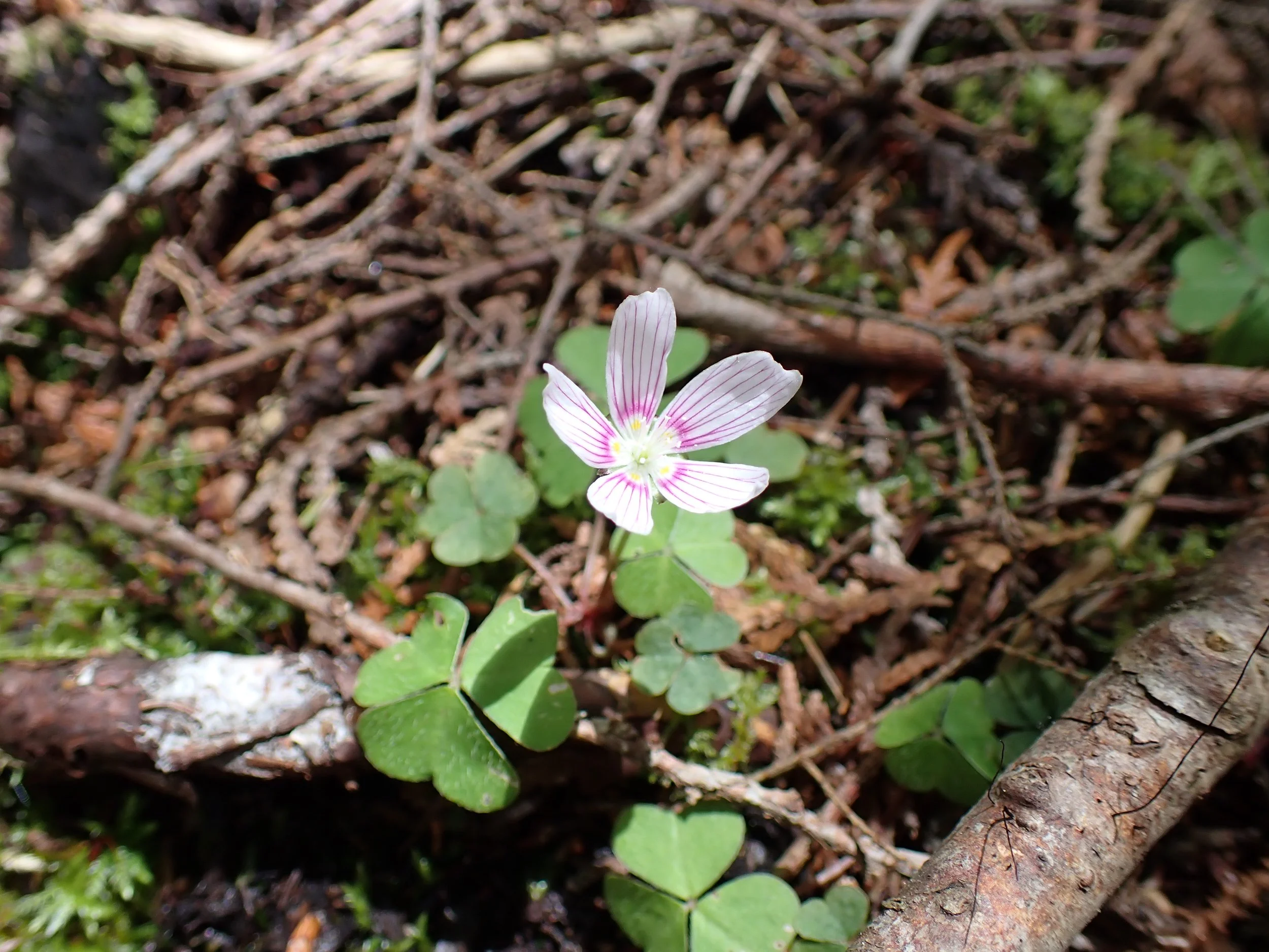 Forever Forested Protecting Rich Ecosystems on Scotch Lake — Nature