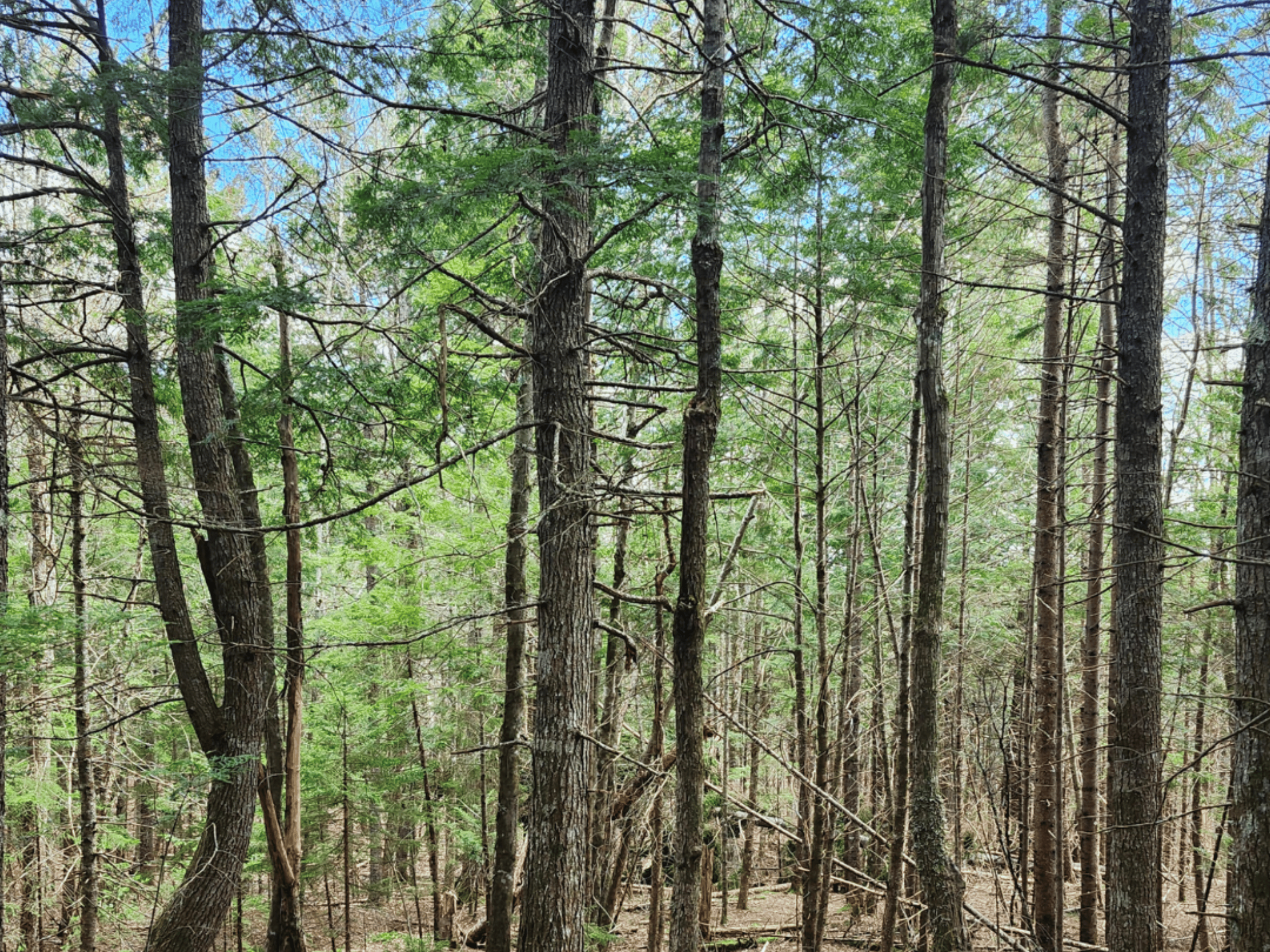 Forêt au ruisseau caché (Nom officiel en cours de révision)