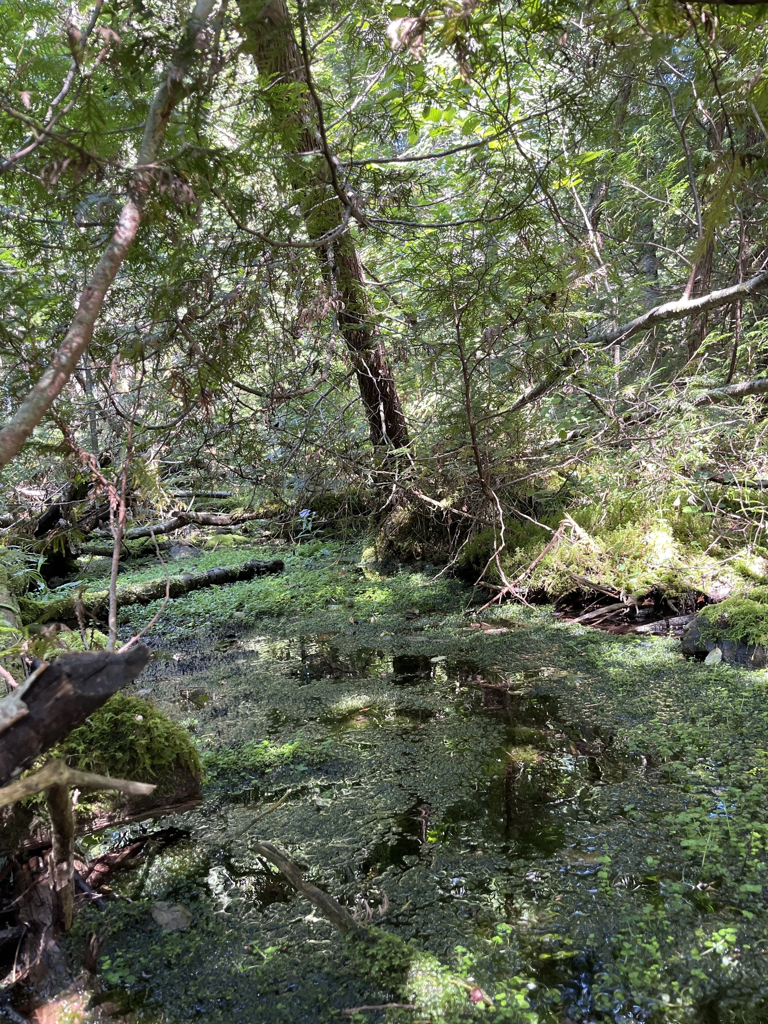 Oak Mounatin NP1.JPG