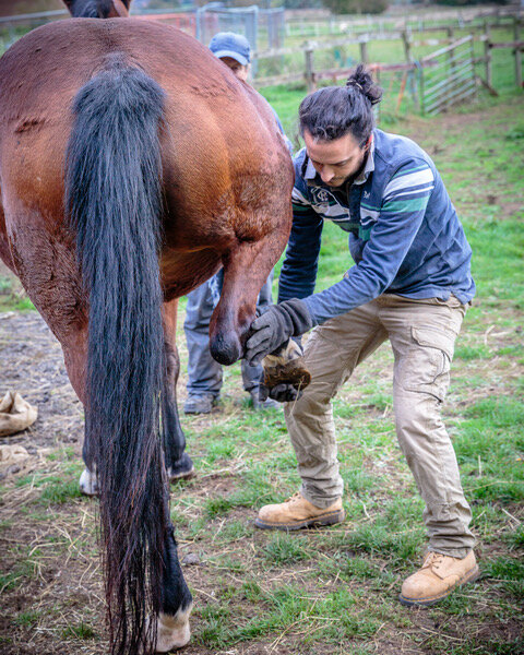 Treating Horses