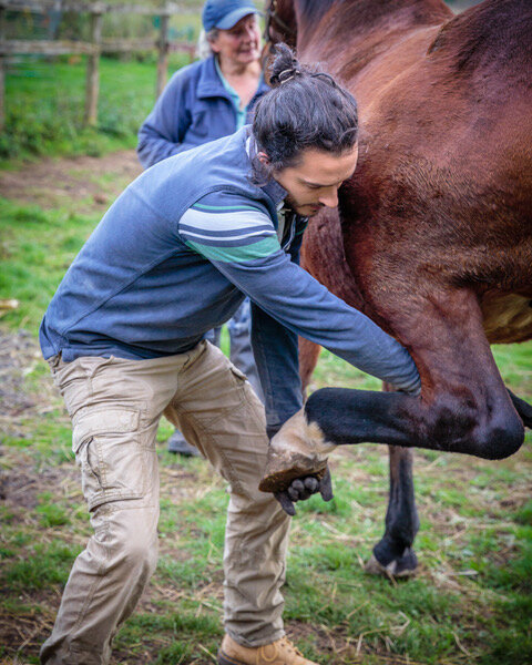 Treating Horses
