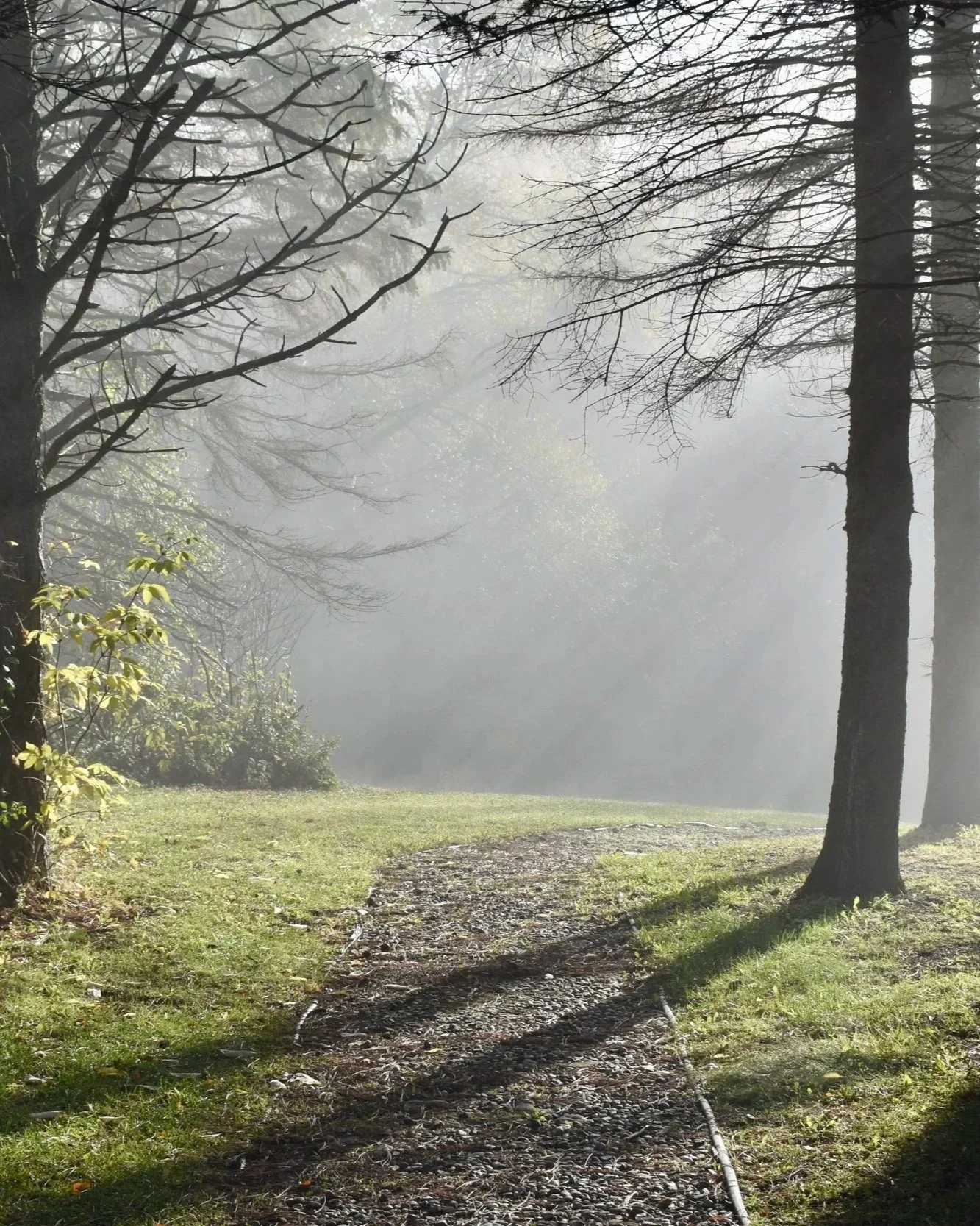 Fog+pathjpg.jpg