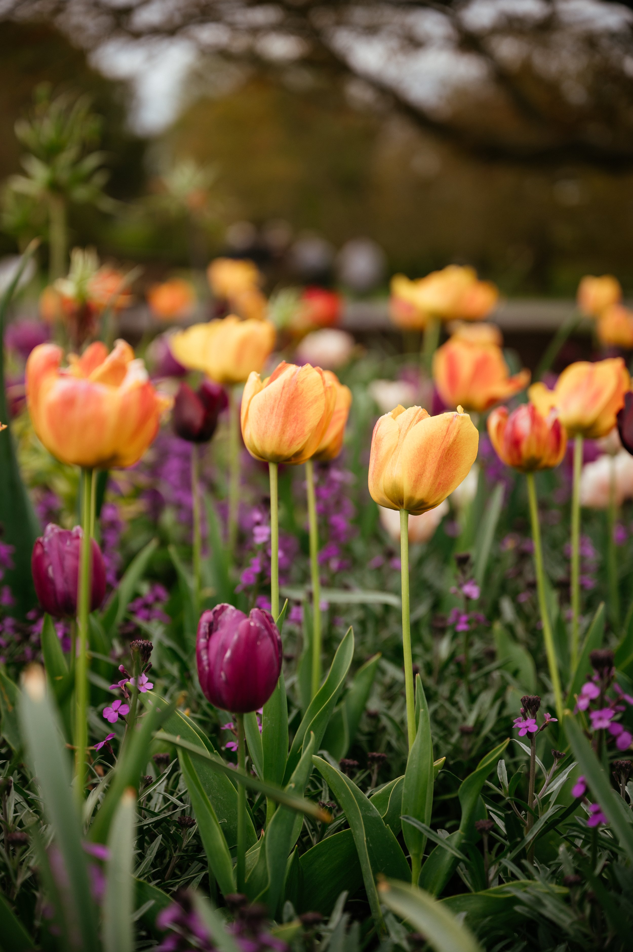 Kew Gardens Wedding - Lauren Braithwaite