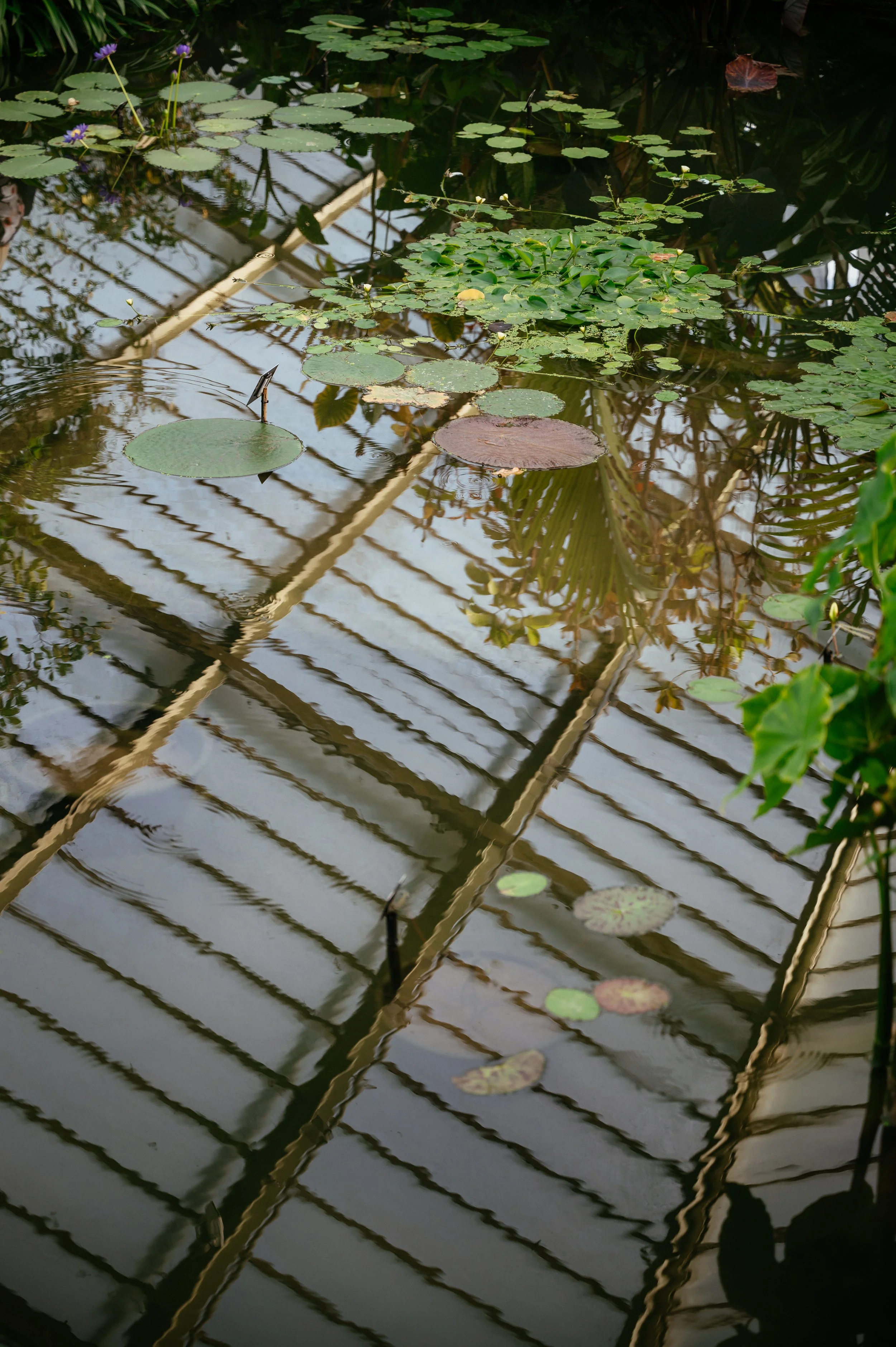 Kew Gardens Wedding - Lauren Braithwaite