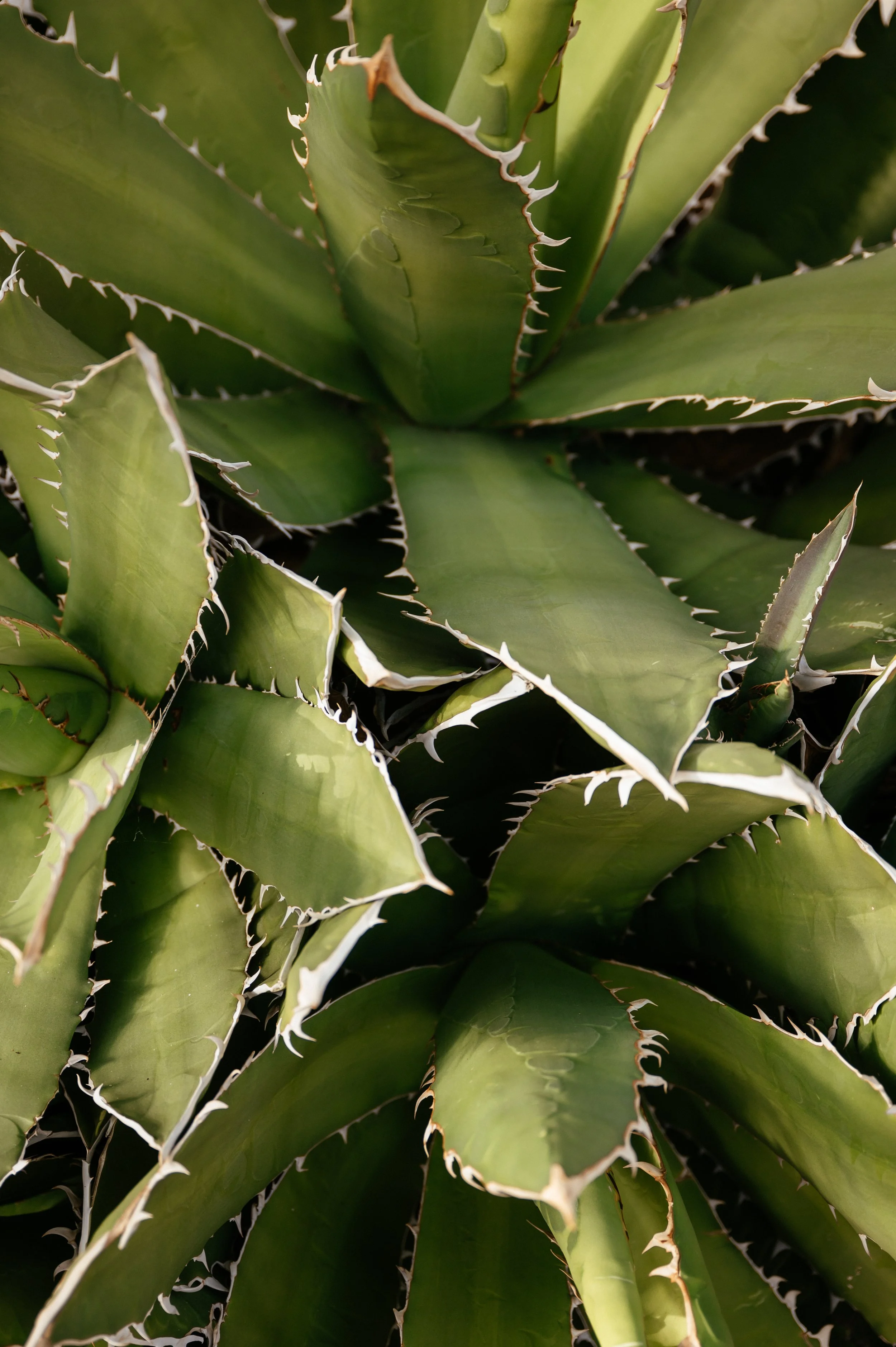 Kew Gardens Wedding - Lauren Braithwaite