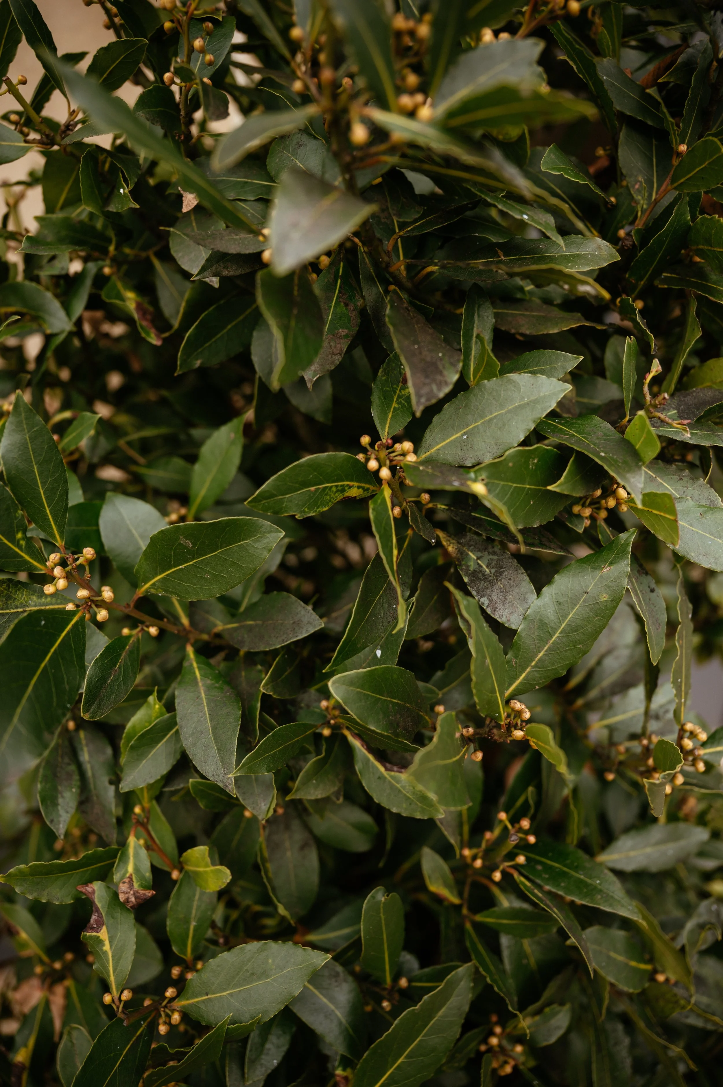 Middleton Lodge Fig House Wedding Photography by Lauren Braithwaite